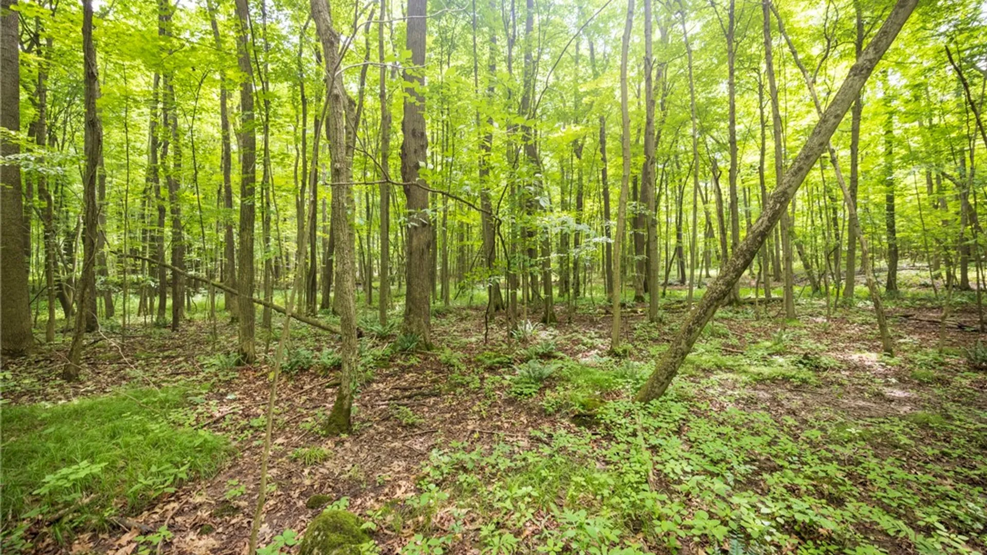 Property at Rush Scottsville Road, Rush, NY 14543 9