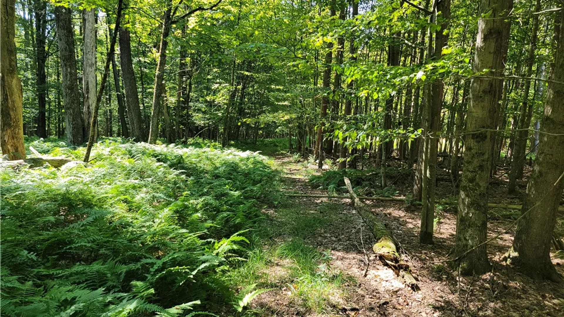 Property at 227 South Road, Plymouth, NY 13815 46