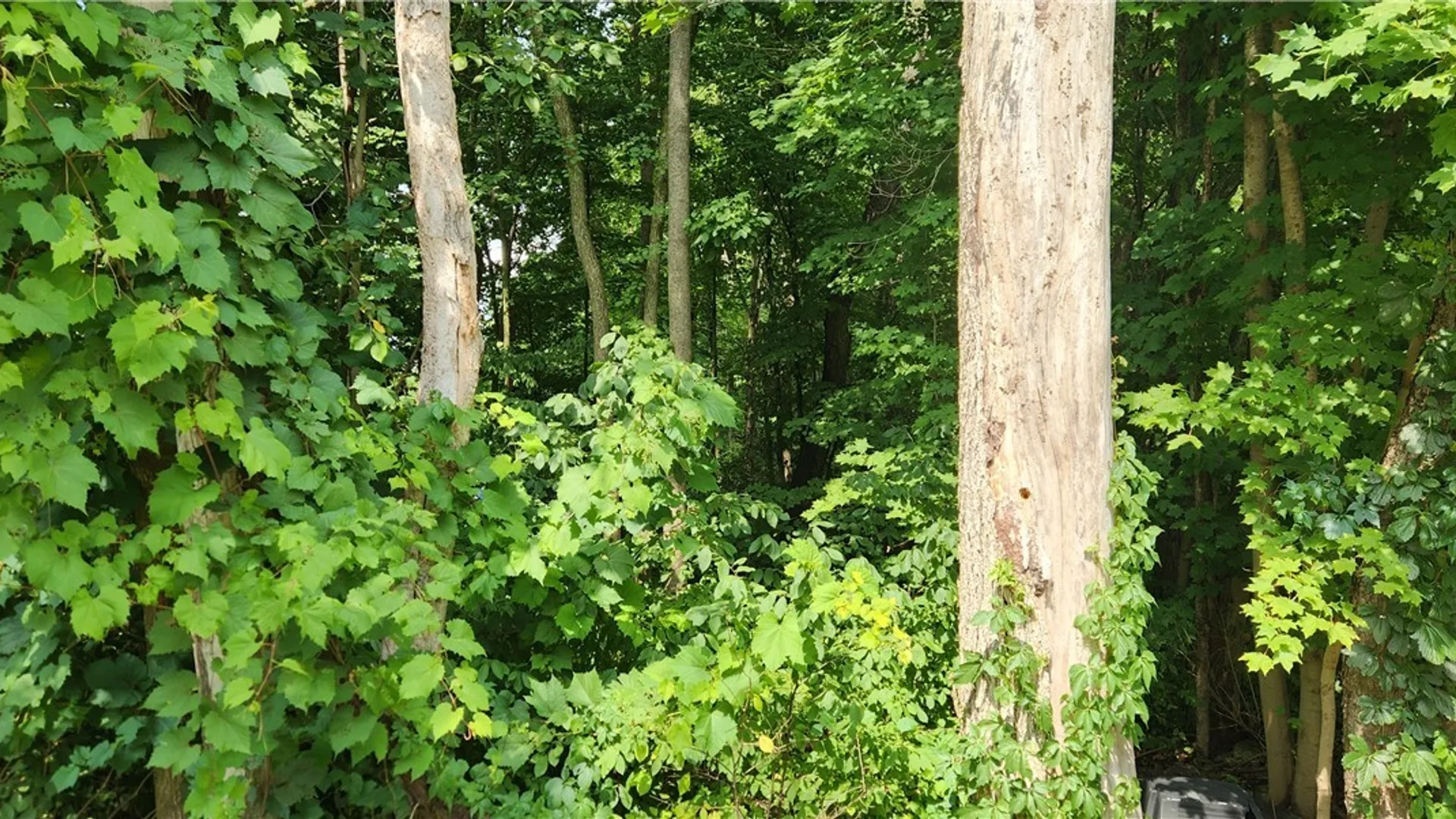 Property at V/L Boston State Road, Boston, NY 14025 3