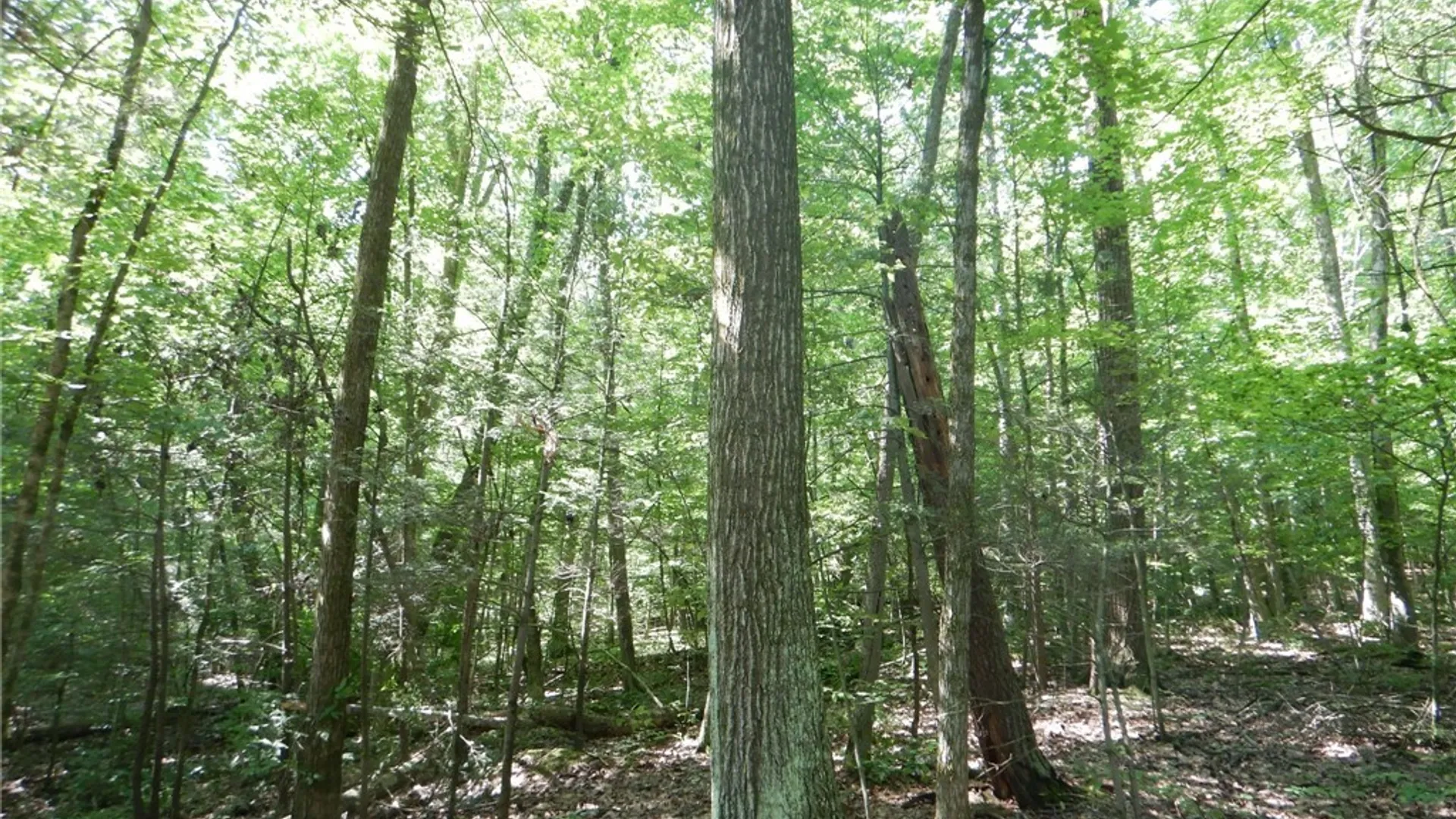 Property at 0 Starks Road, Newfield, NY 14867 4