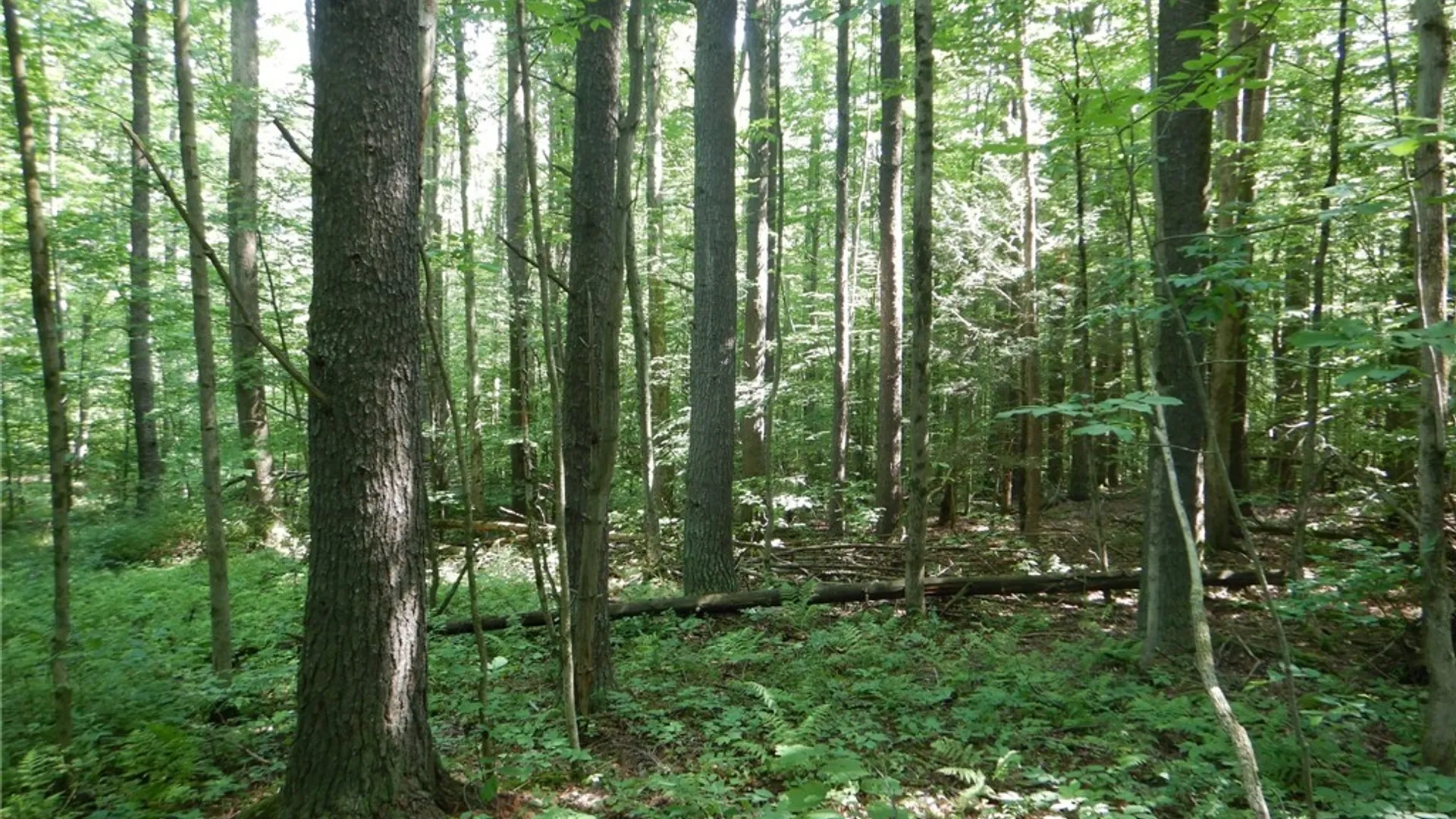Property at 0 Starks Road, Newfield, NY 14867 10