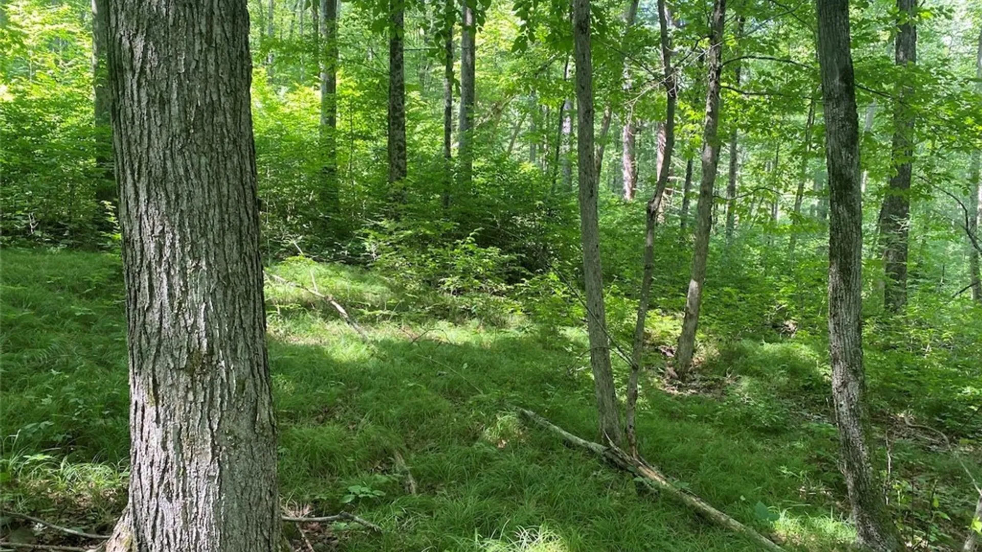 Property at State Route 244, Ward, NY 14813 3