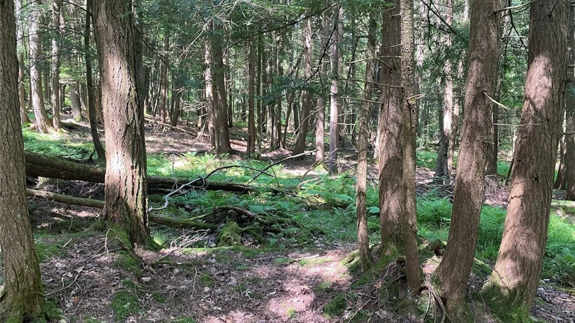 Property at State Route 244, Ward, NY 14813 5