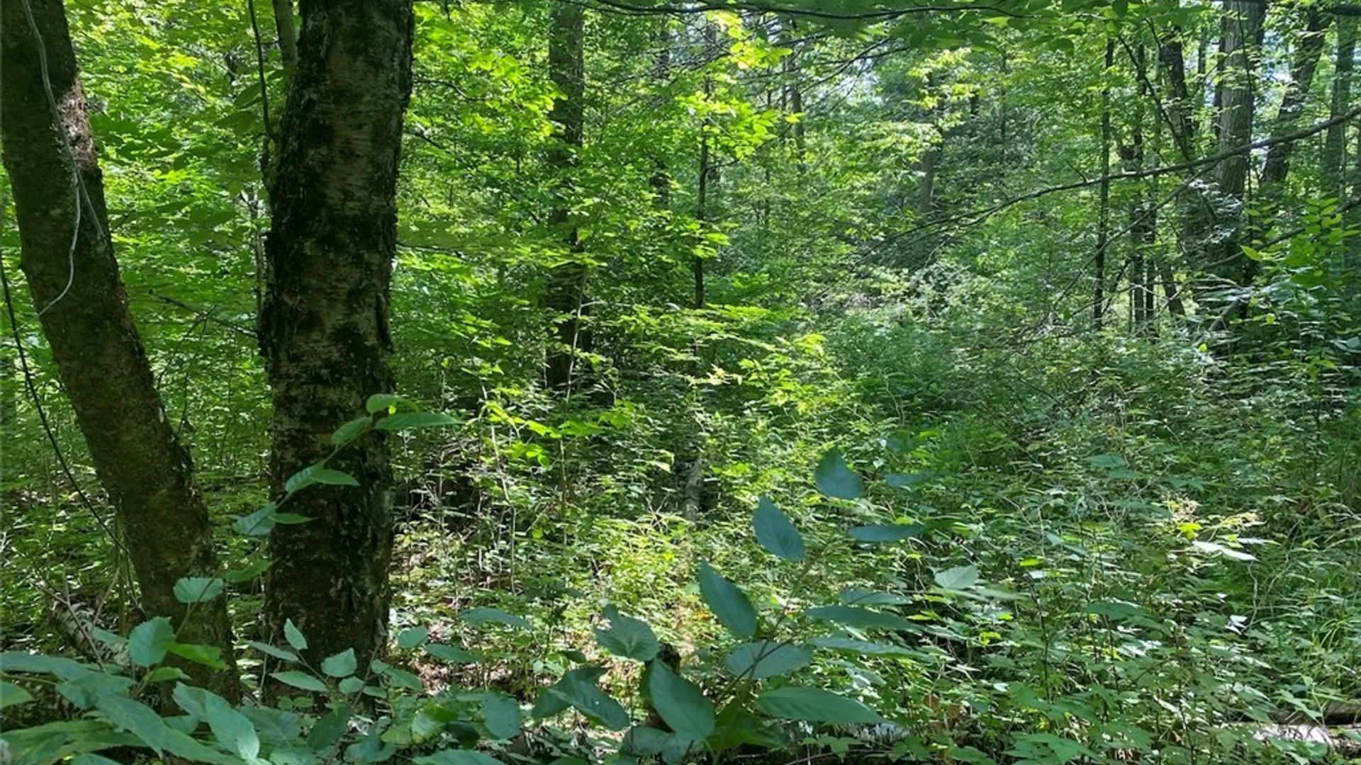 Property at State Route 244, Ward, NY 14813 13