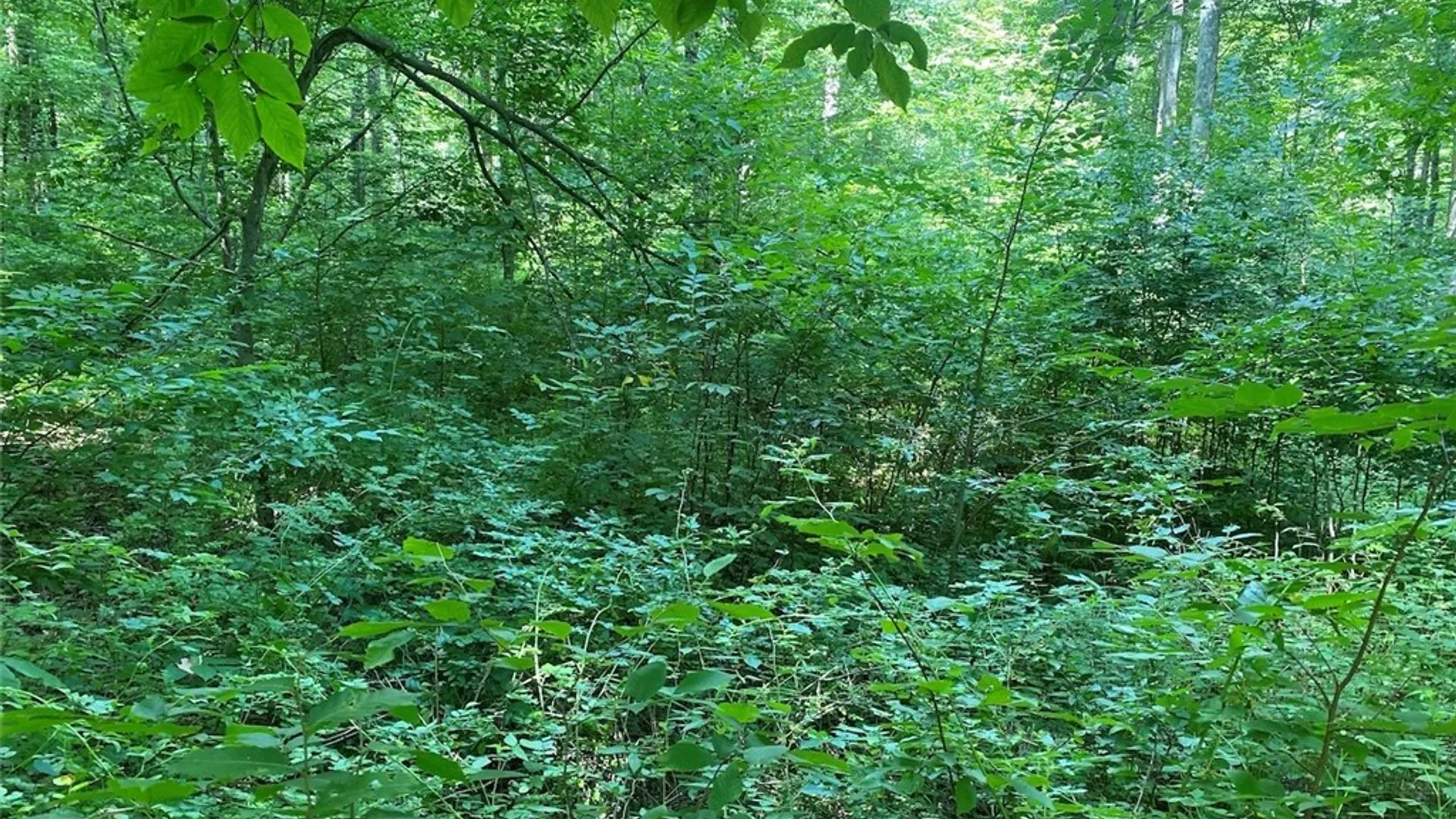 Property at State Route 244, Ward, NY 14813 15