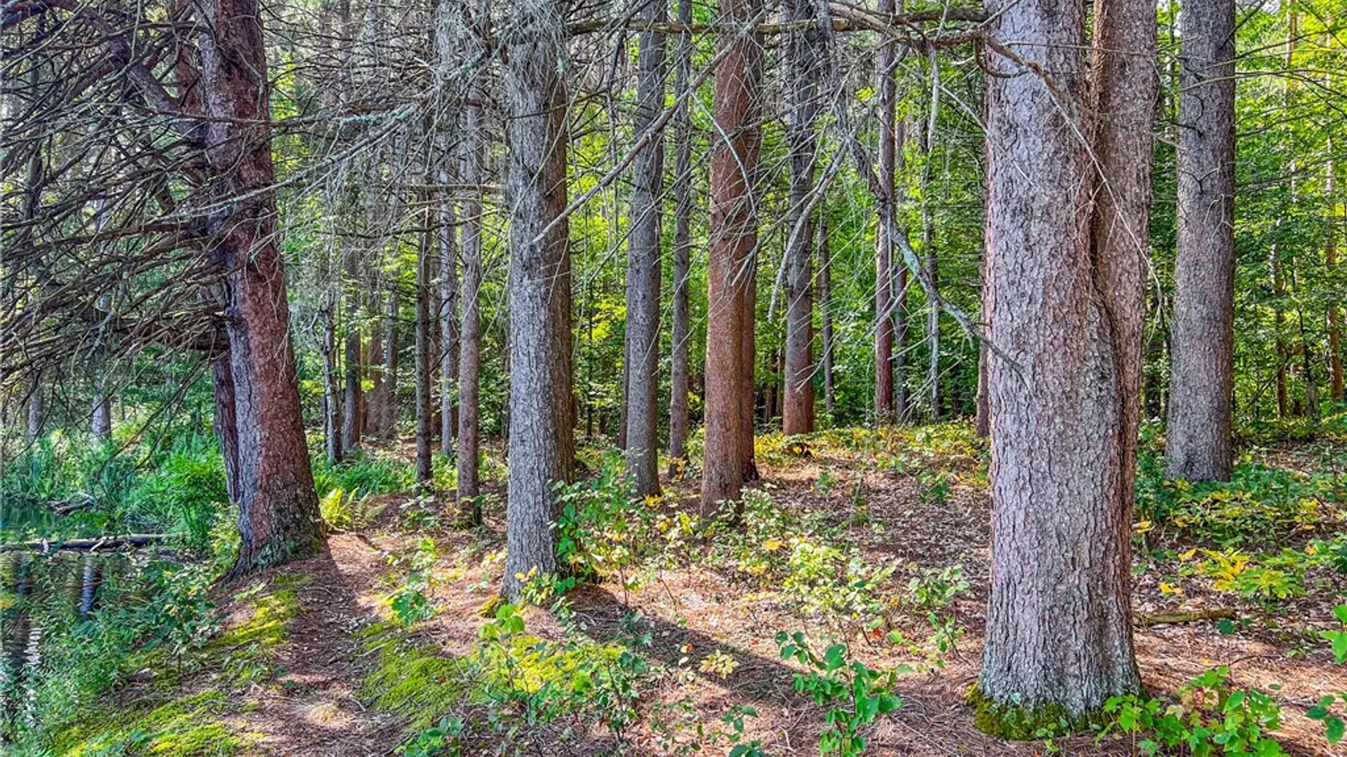 Property at Lot #11 Masonville Pond Cummings Road, Masonville, NY 13839 10