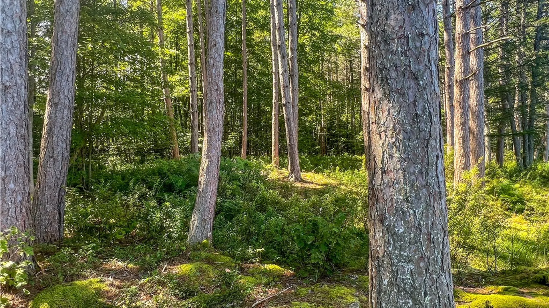 Property at Lot #11 Masonville Pond Cummings Road, Masonville, NY 13839 14