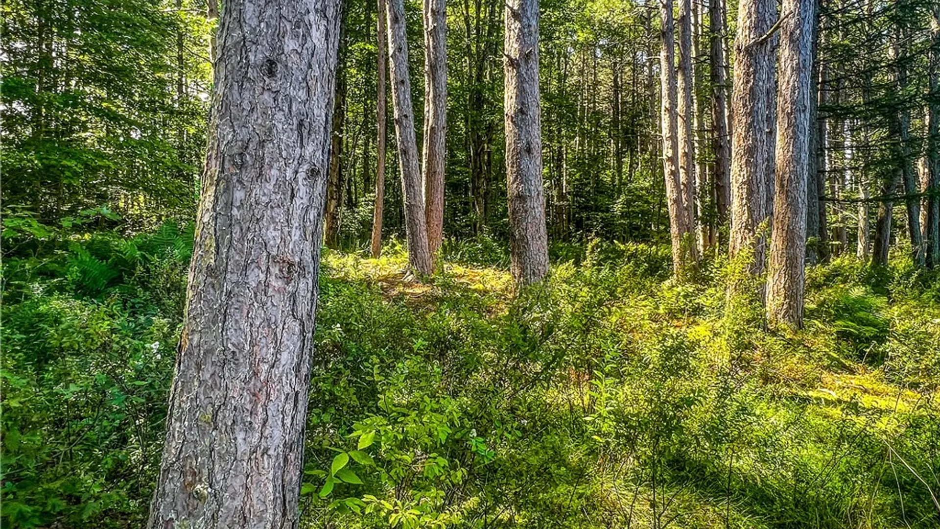 Property at Lot #11 Masonville Pond Cummings Road, Masonville, NY 13839 15
