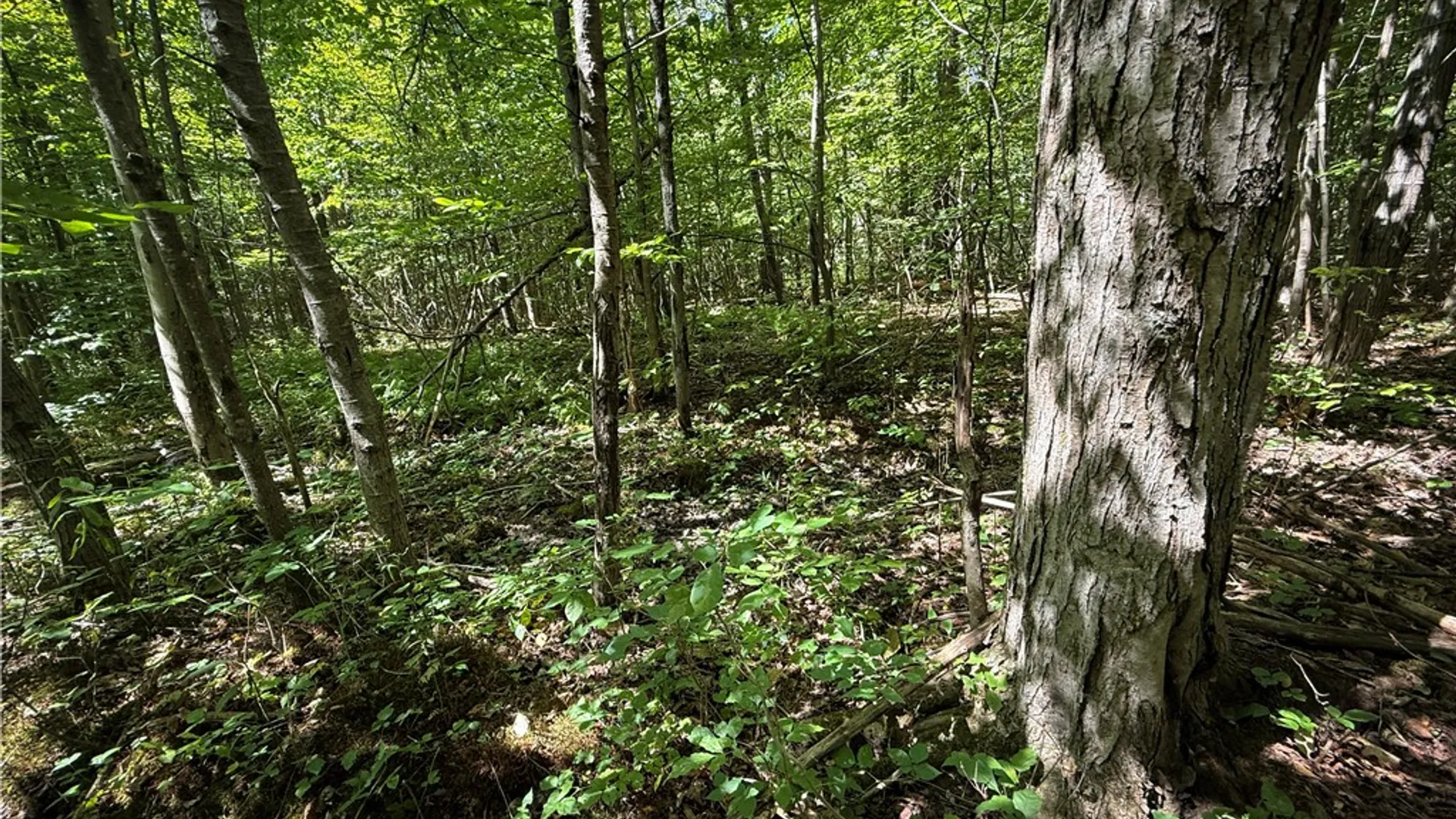 Property at 0 Cornell Hollow Road, Owego, NY 13732 5