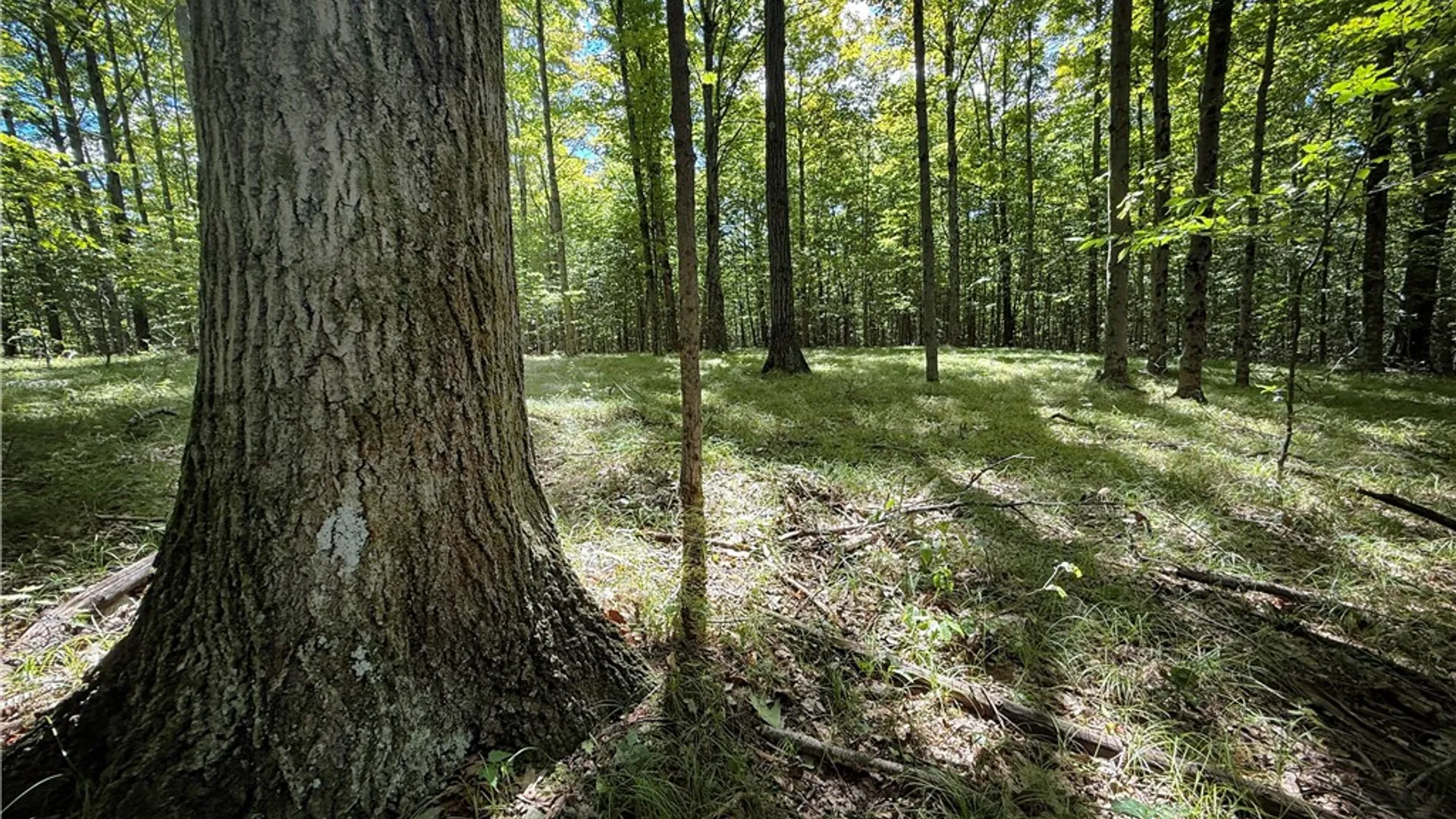 Property at 0 Cornell Hollow Road, Owego, NY 13732 15