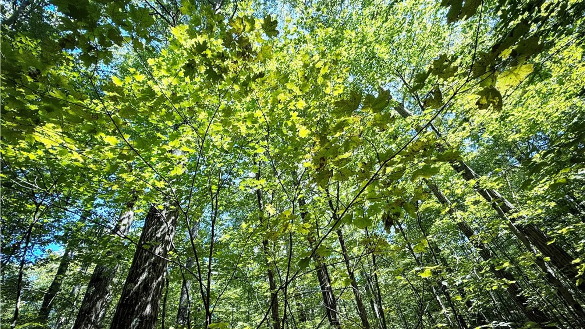 Property at 0 Cornell Hollow Road, Owego, NY 13732 23