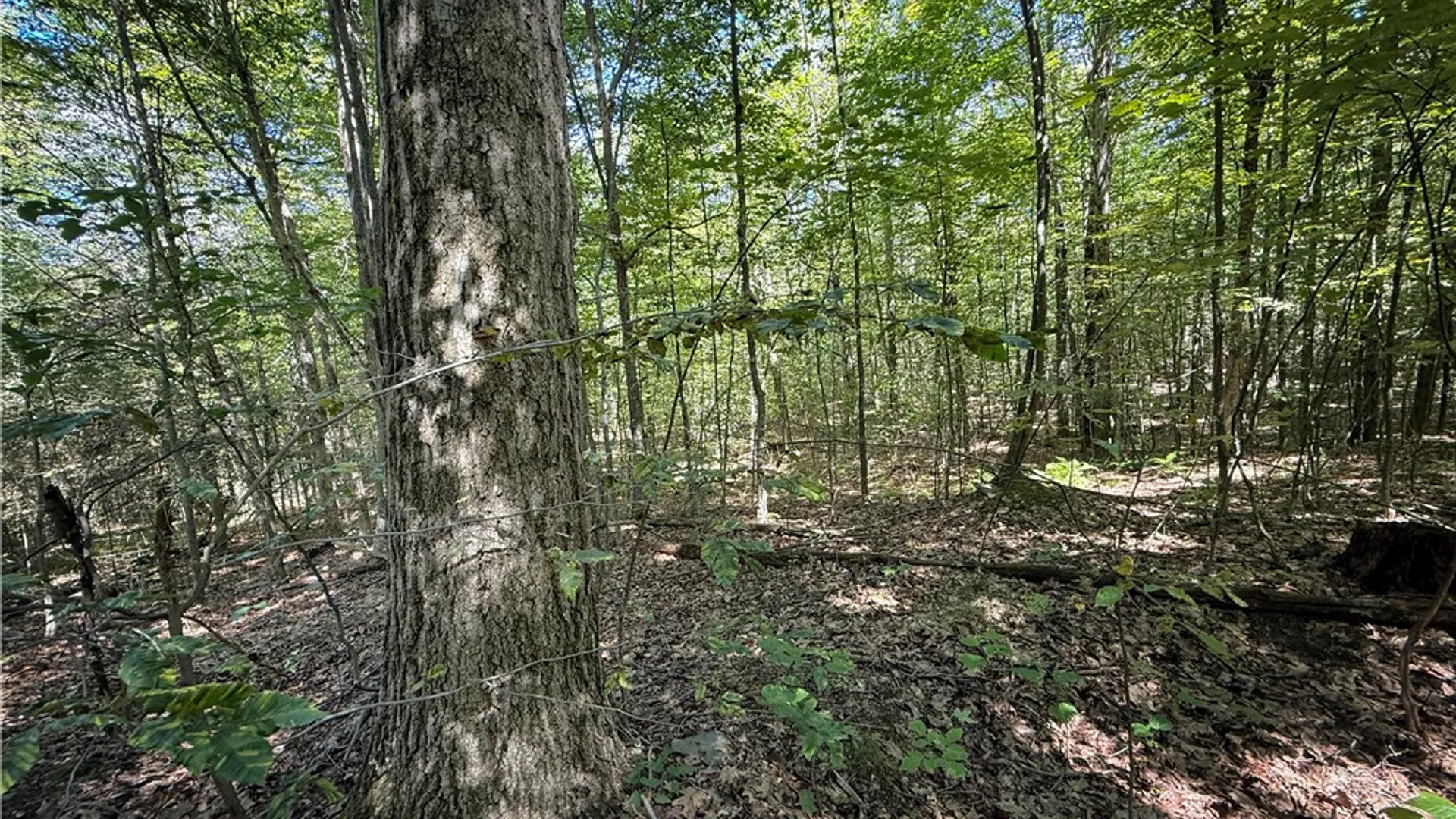 Property at 0 Cornell Hollow Road, Owego, NY 13732 24
