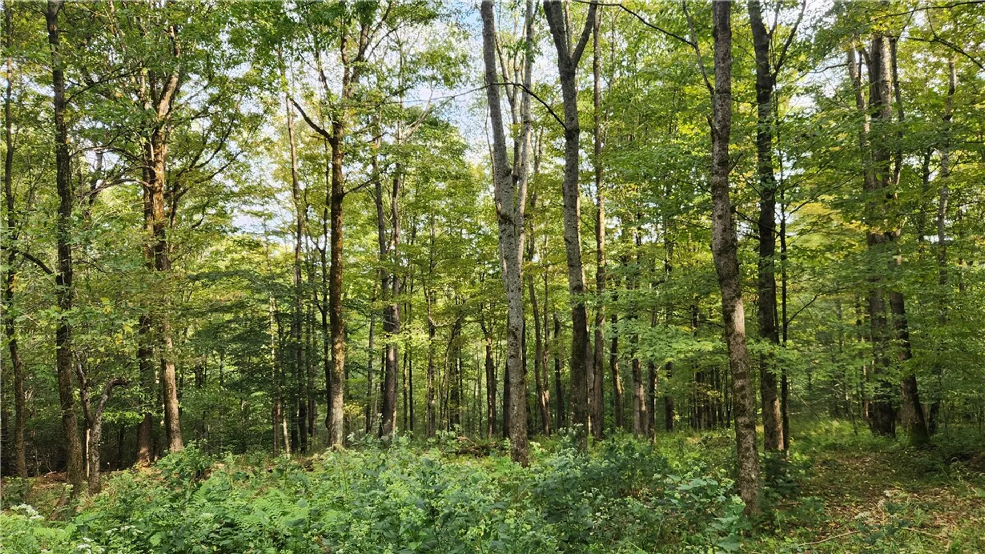 Property at Humphrey Road, Humphrey, NY 14741 21