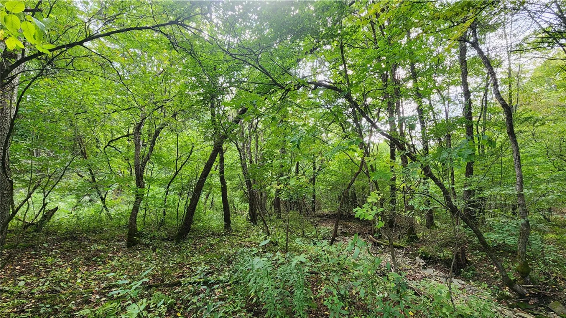 Property at Humphrey Road, Humphrey, NY 14741 13