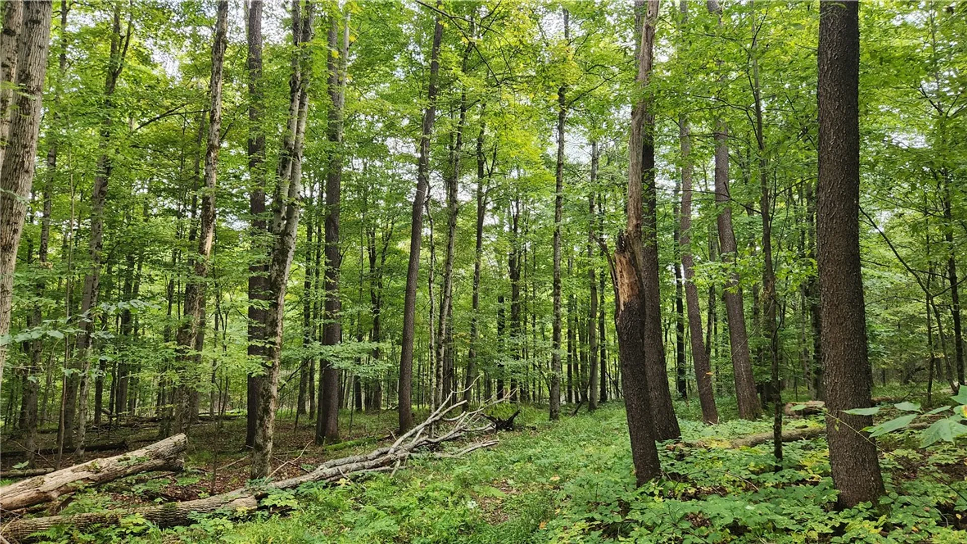 Property at Humphrey Road, Humphrey, NY 14741 23