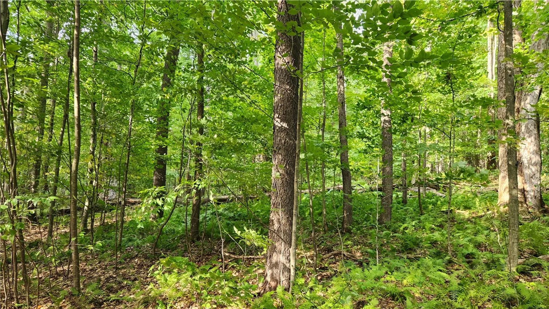 Property at Humphrey Road, Humphrey, NY 14741 7