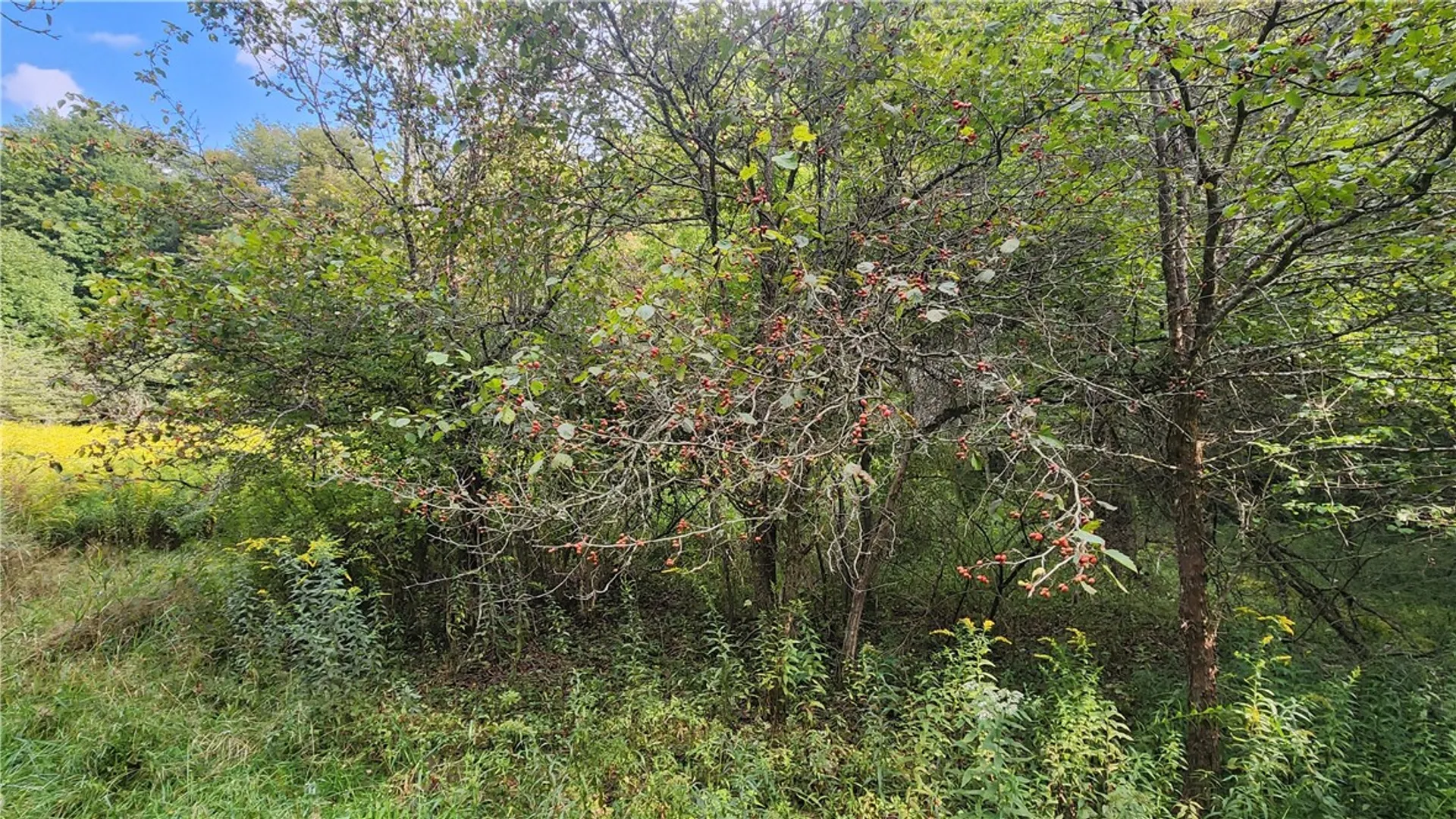 Property at Humphrey Road, Humphrey, NY 14741 10