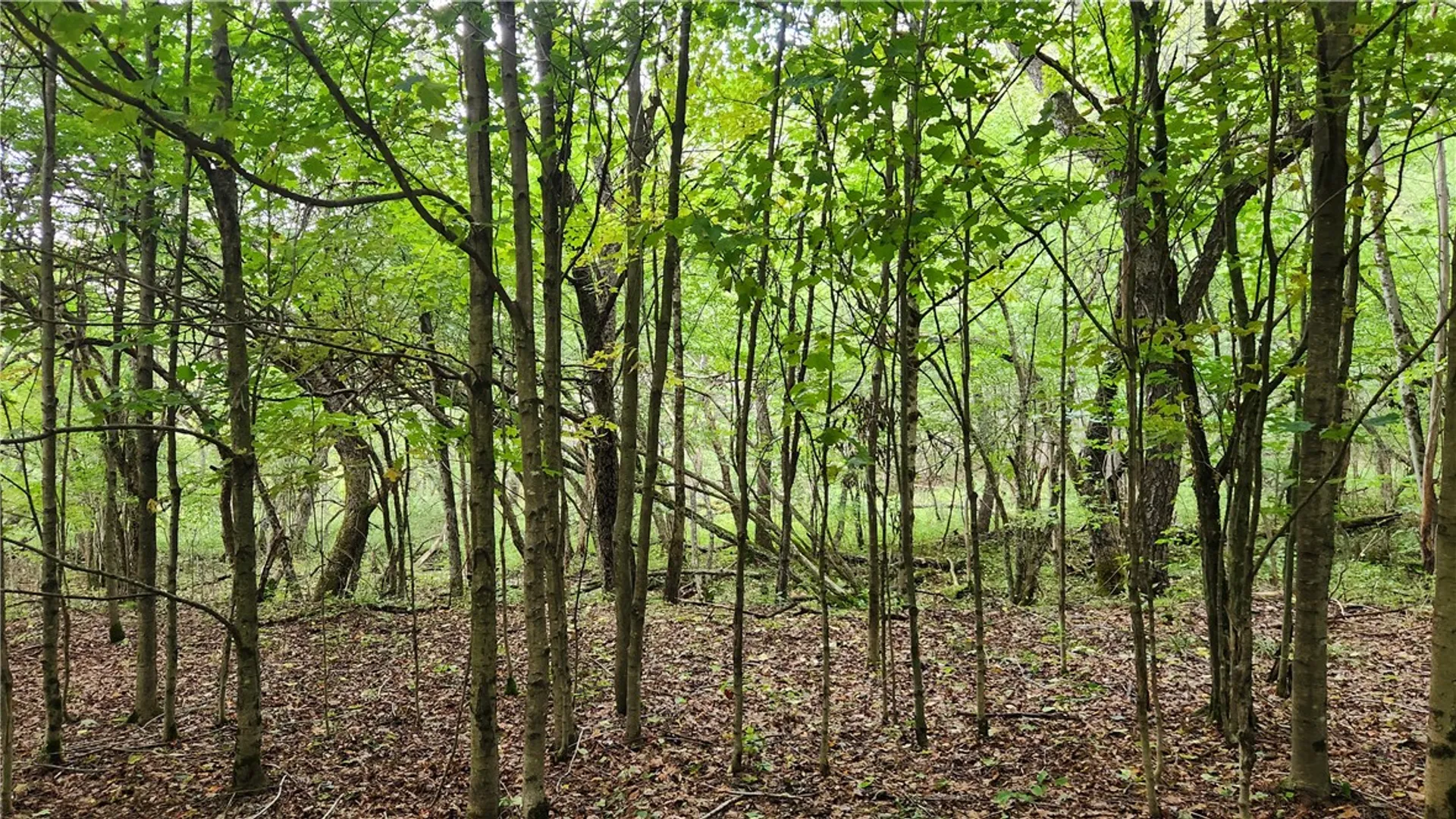 Property at Humphrey Road, Humphrey, NY 14741 12