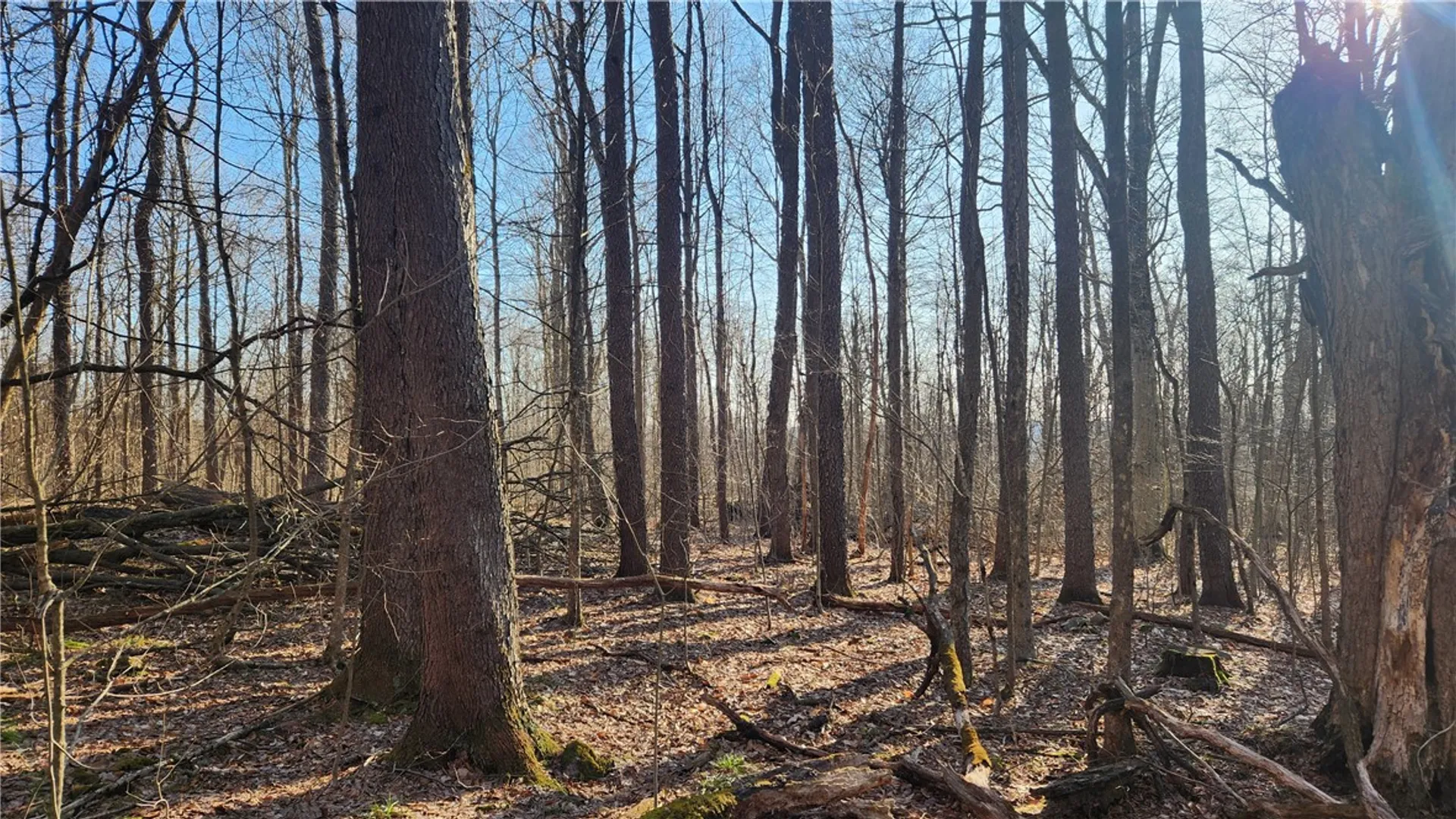 Property at Humphrey Road, Humphrey, NY 14741 43