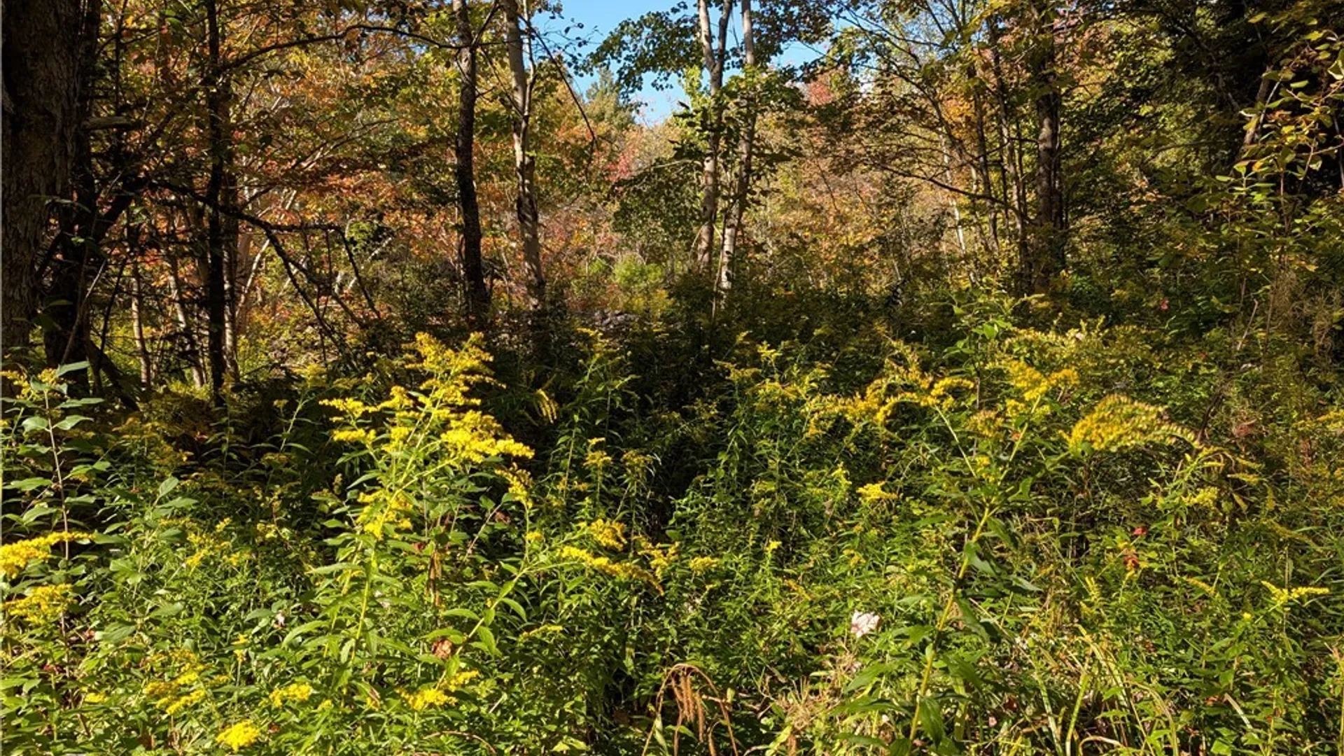 Property at part of 1991 Kotary Road, Lewis, NY 13325 4