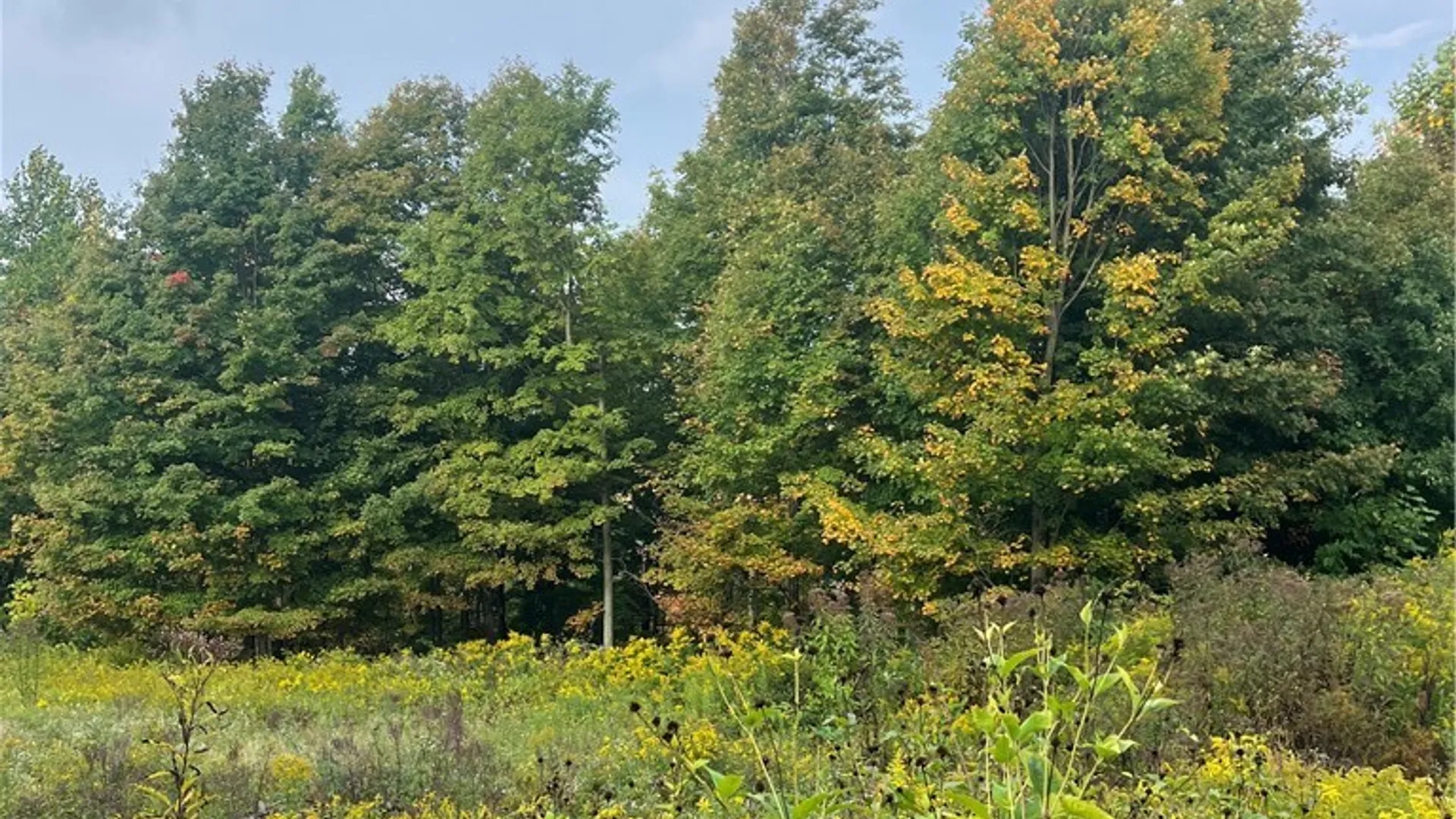 Property at Wattlesburg Road, Ripley, NY 14775 4