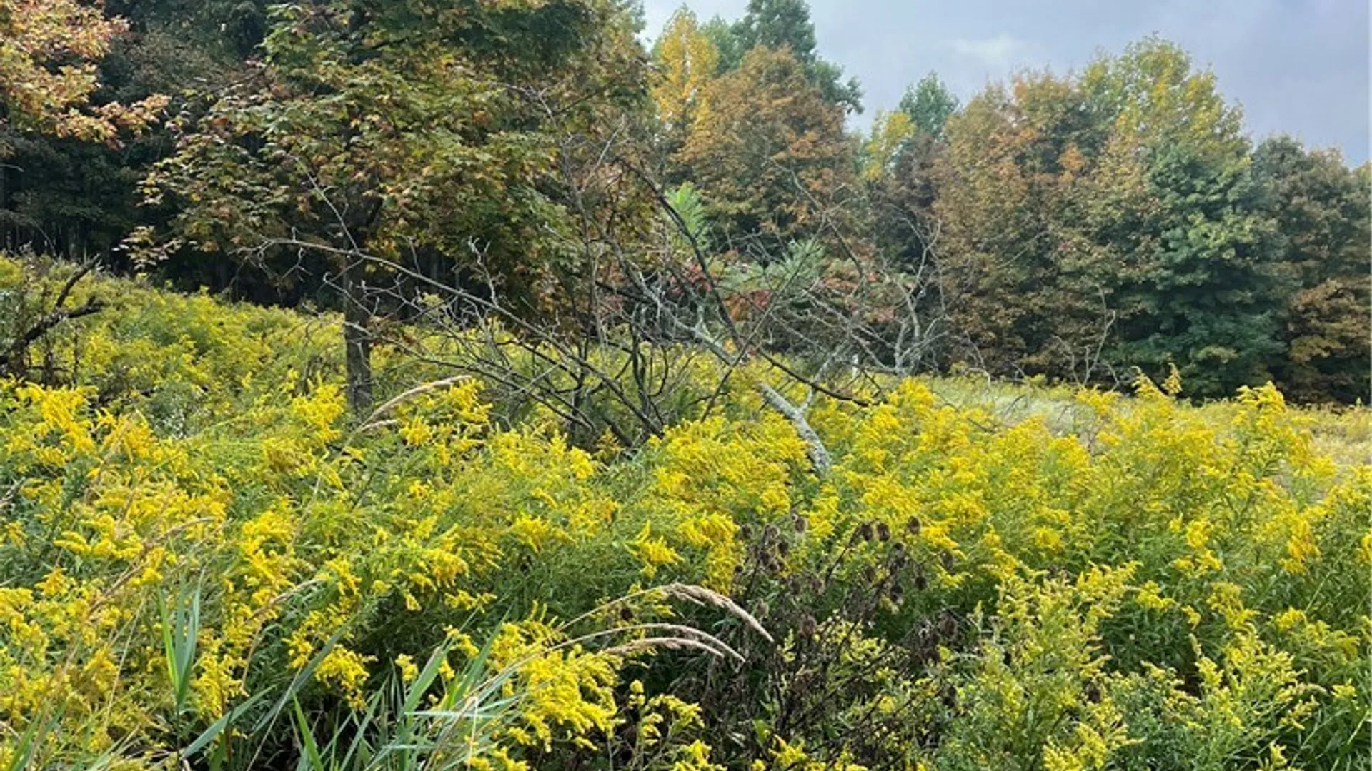 Property at Wattlesburg Road, Ripley, NY 14775 7