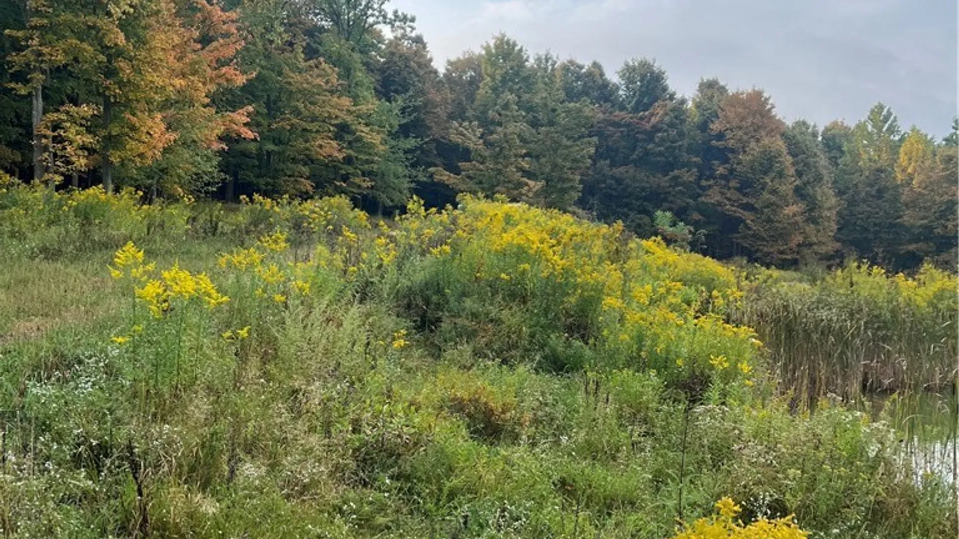 Property at Wattlesburg Road, Ripley, NY 14775 9