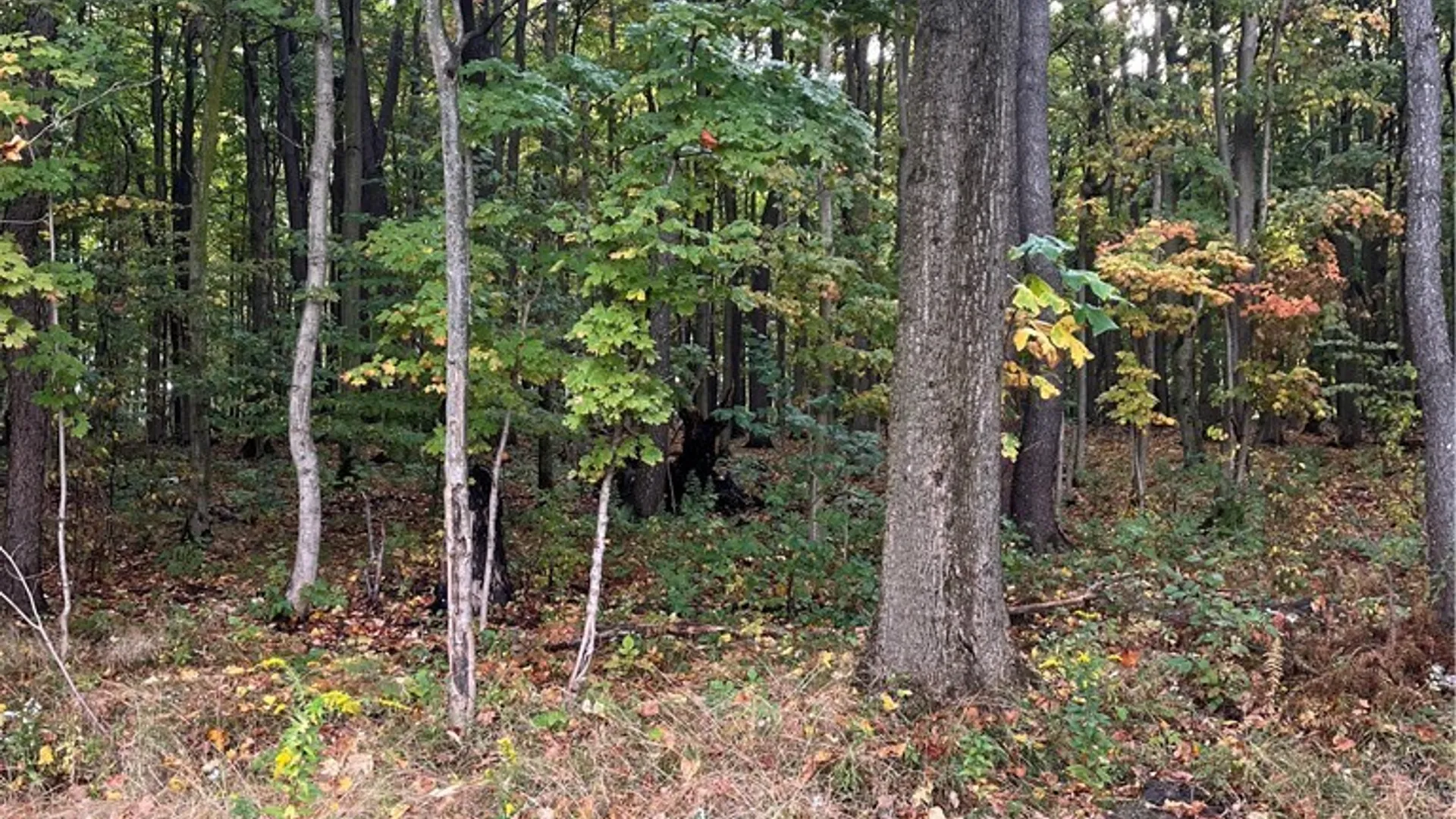 Property at Wattlesburg Road, Ripley, NY 14775 3
