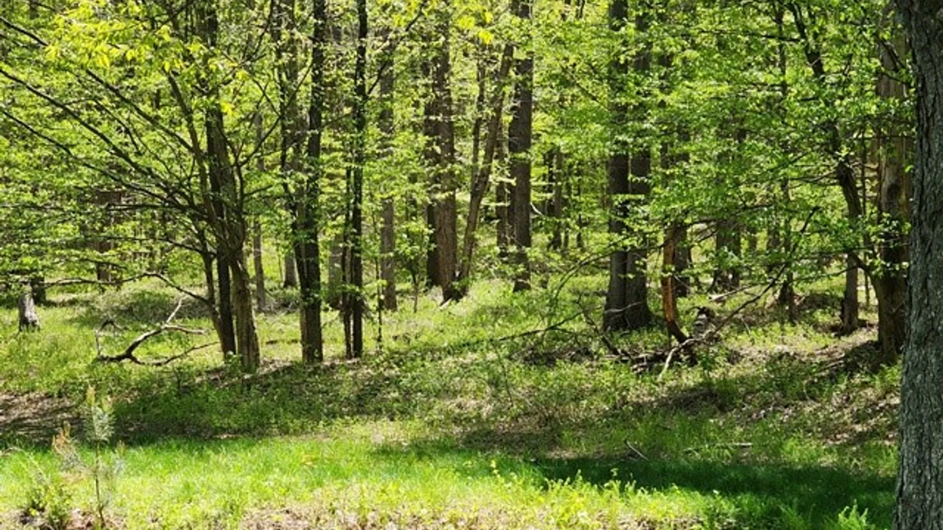 Property at 2564 Moore Hill Road, Shippen Twp, PA 15834 13