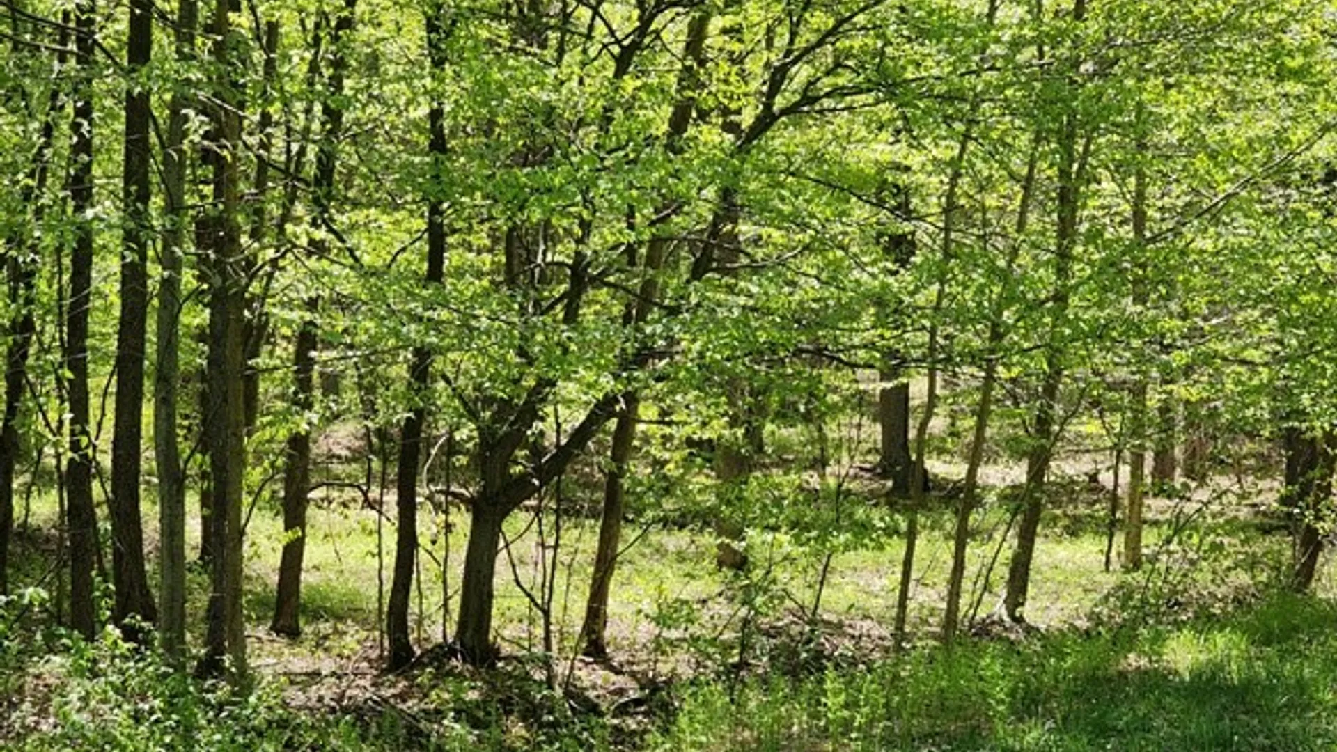 Property at 2564 Moore Hill Road, Shippen Twp, PA 15834 14