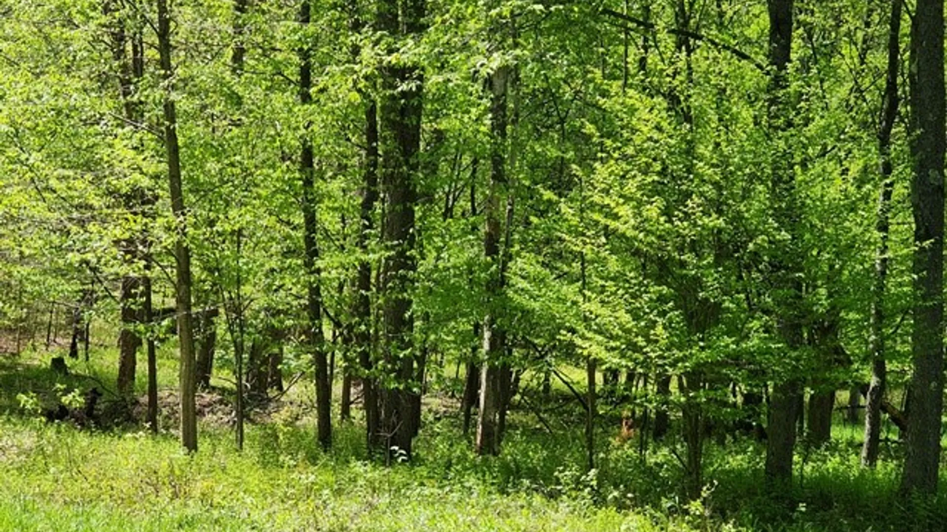Property at 2564 Moore Hill Road, Shippen Twp, PA 15834 15
