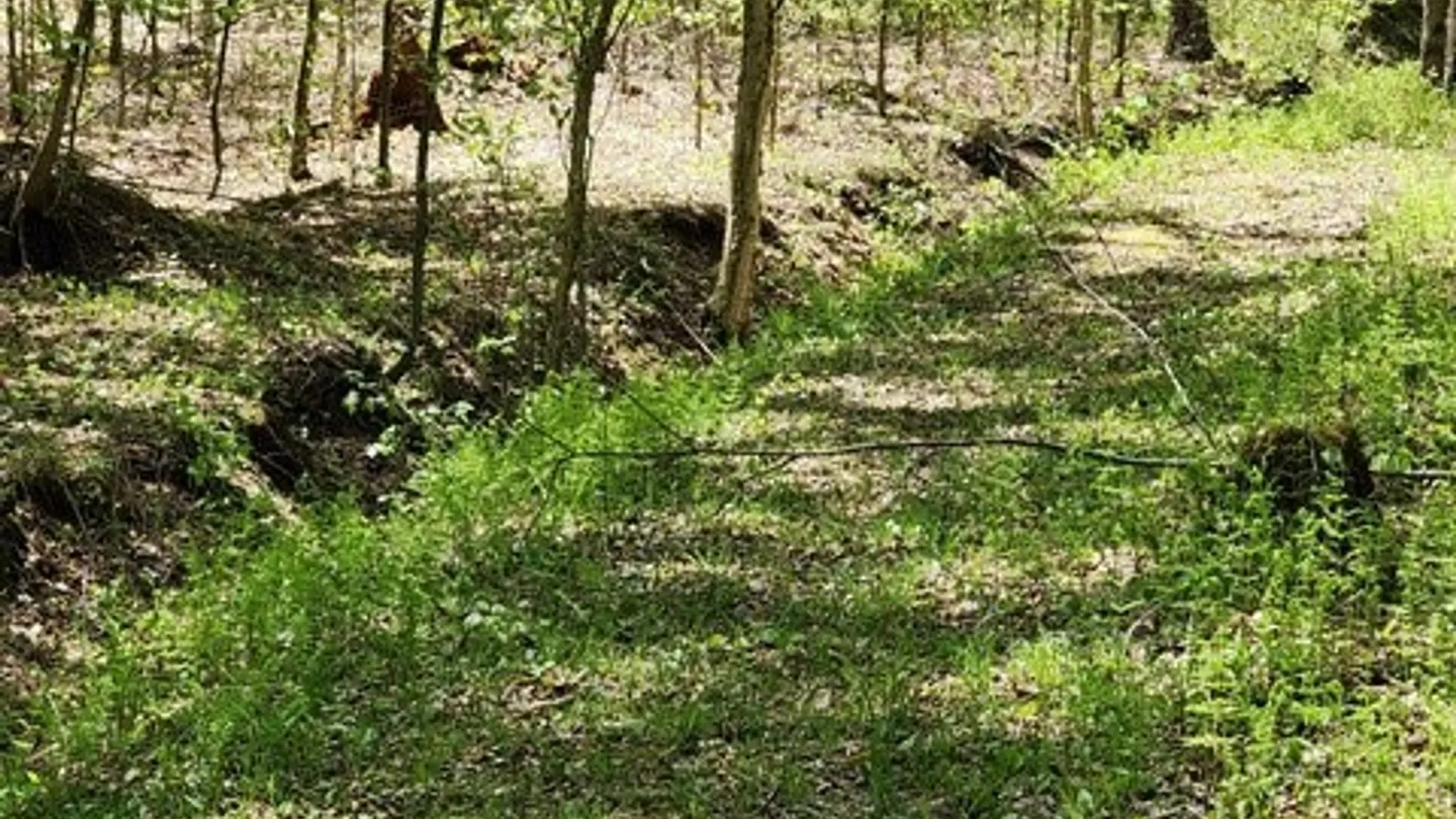 Property at 2564 Moore Hill Road, Shippen Twp, PA 15834 16
