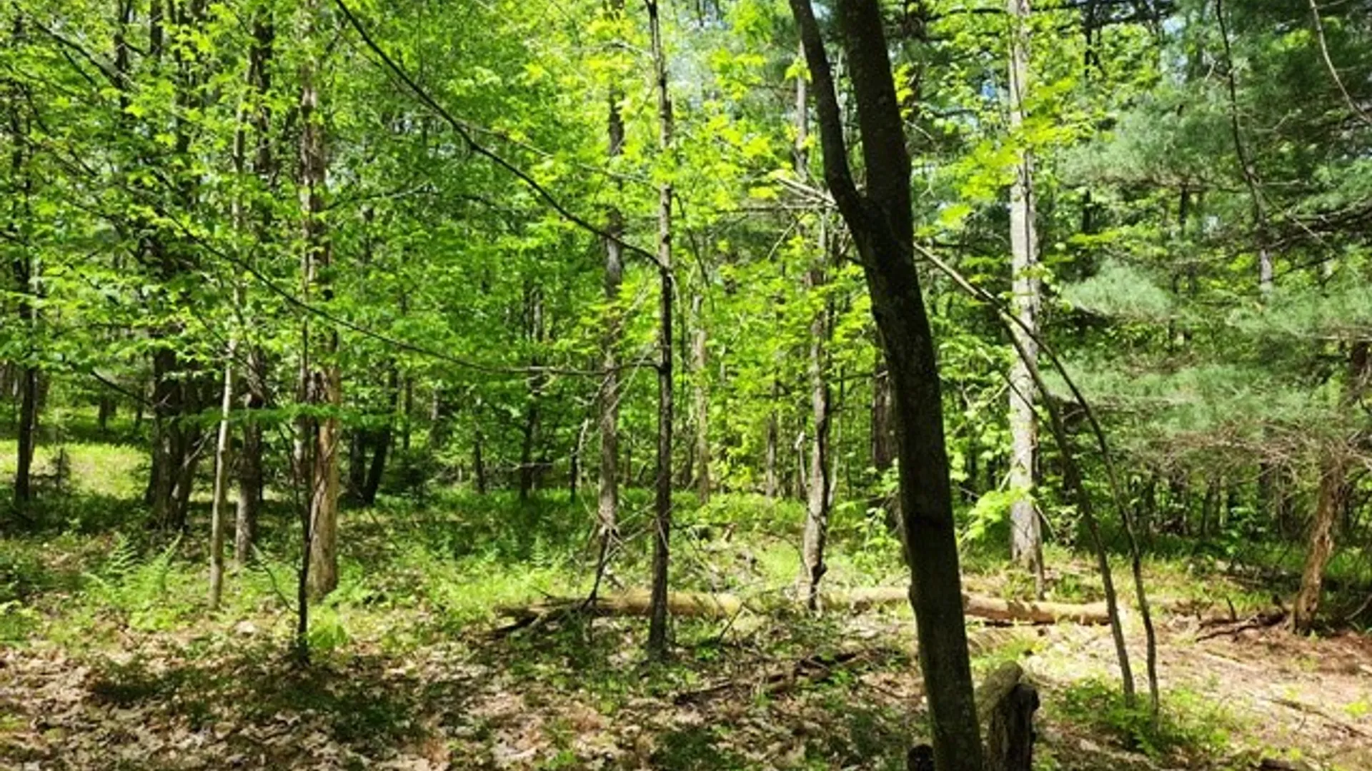 Property at 2564 Moore Hill Road, Shippen Twp, PA 15834 21