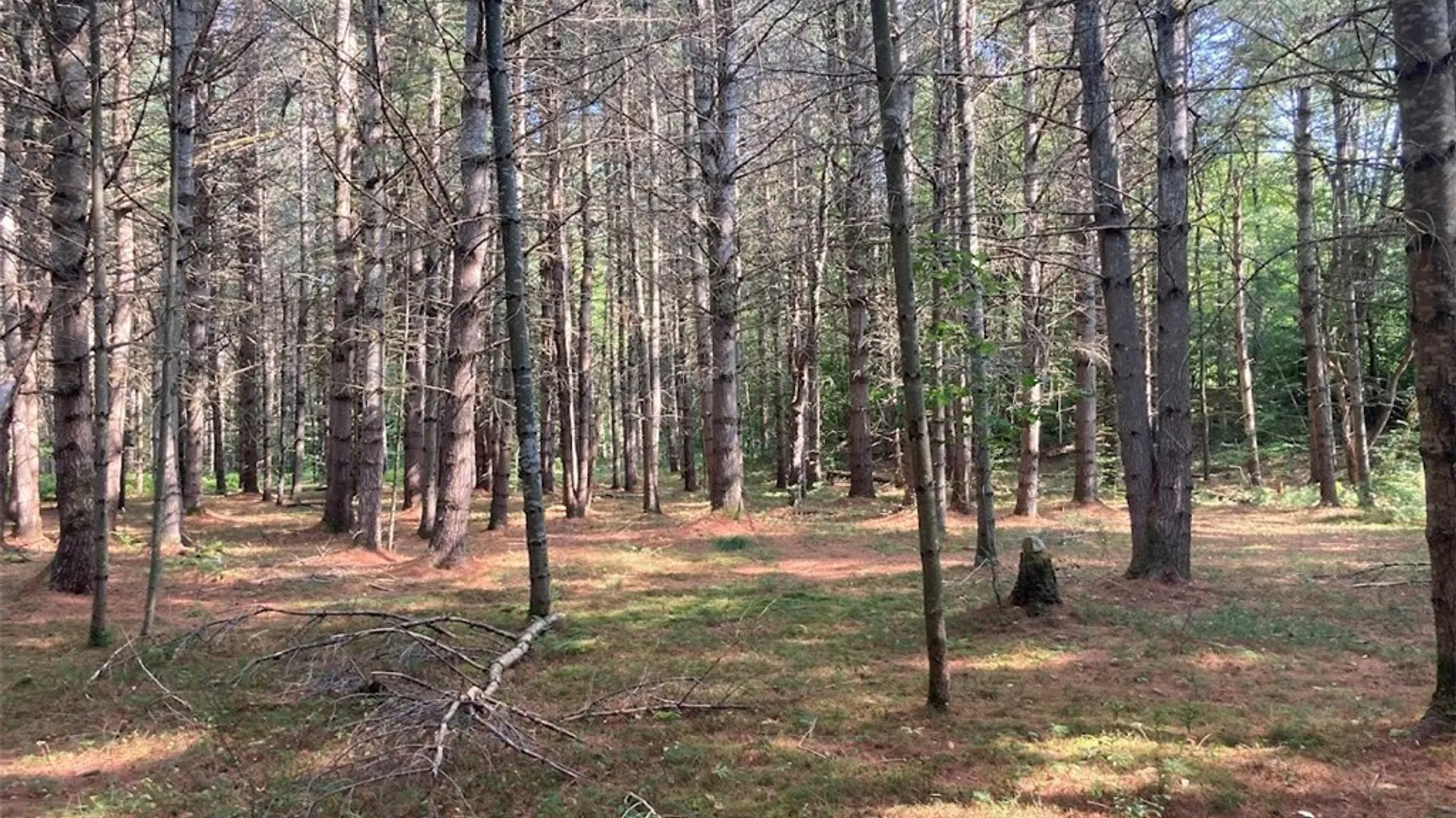 Property at 5753 Van Arnam Road, Greig, NY 13345 14