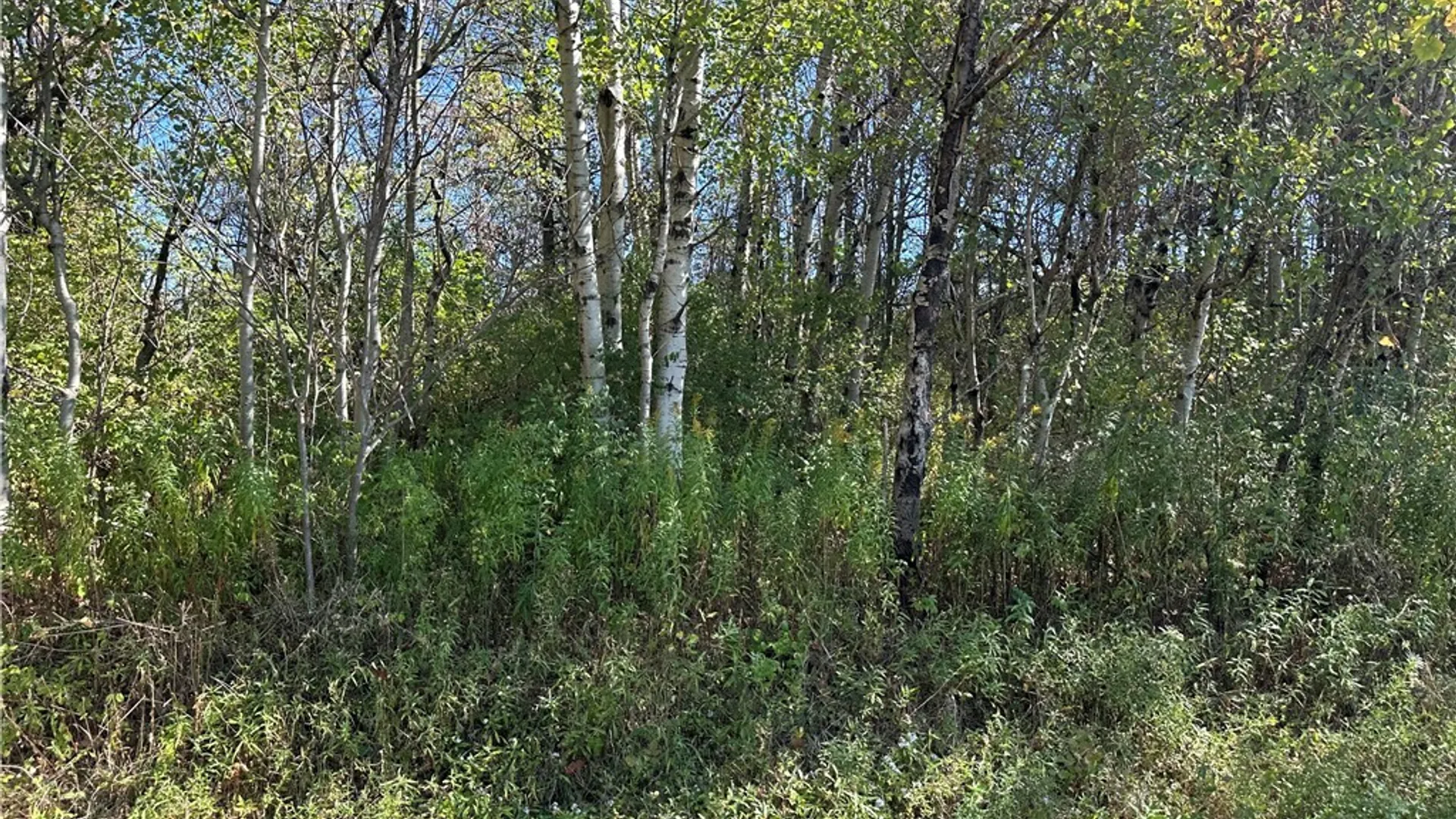 Property at Prill Road, Ashford, NY 14729 4