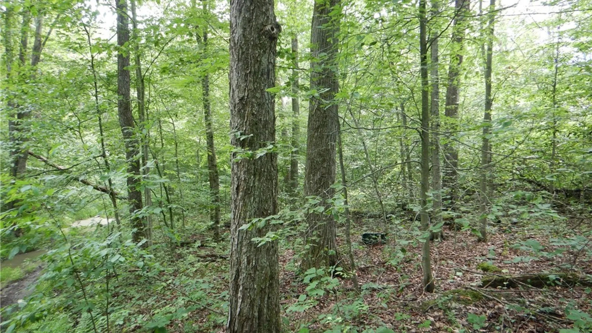 Property at Bull Hill Road, Newfield, NY 14867 11