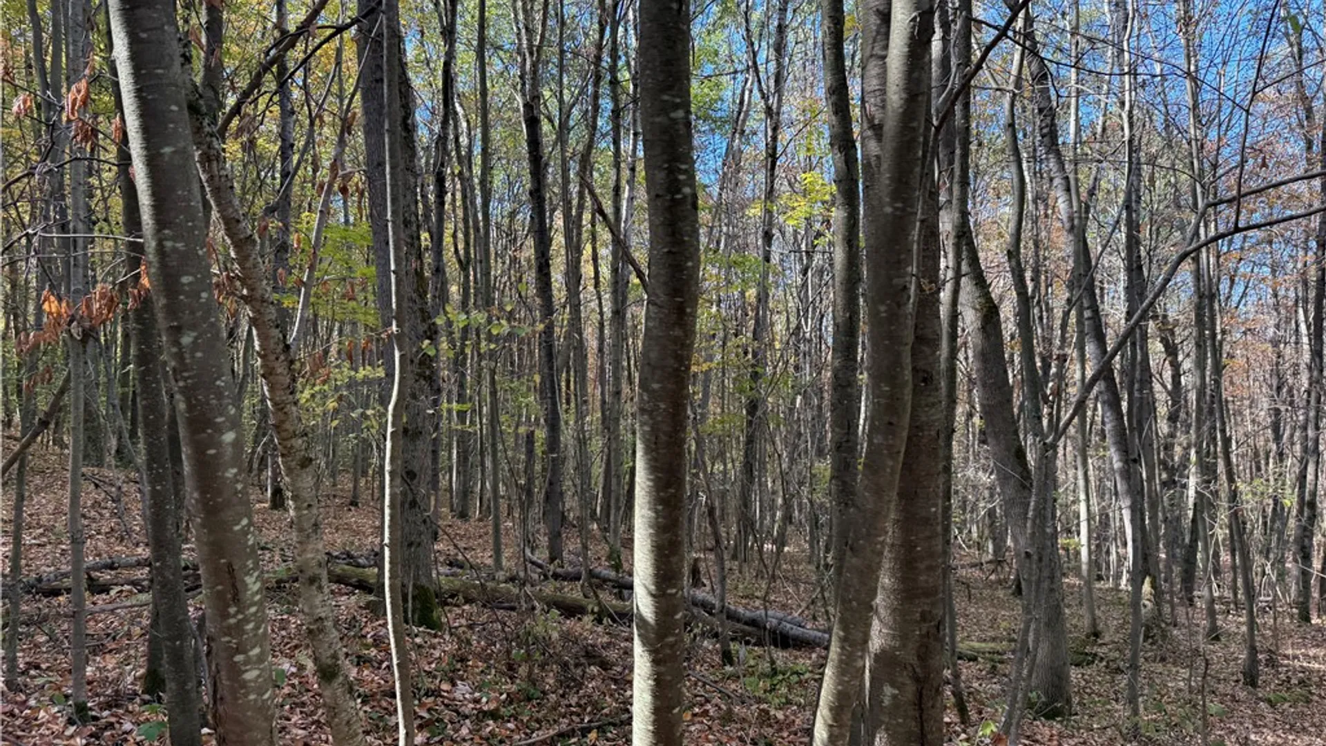 Property at 0 Gile Hollow Road, Ischua, NY 14743 18