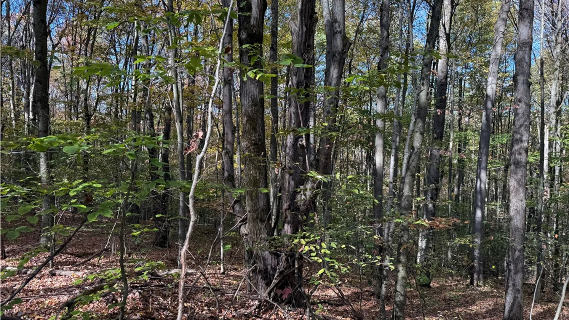Property at 0 Gile Hollow Road, Ischua, NY 14743 19