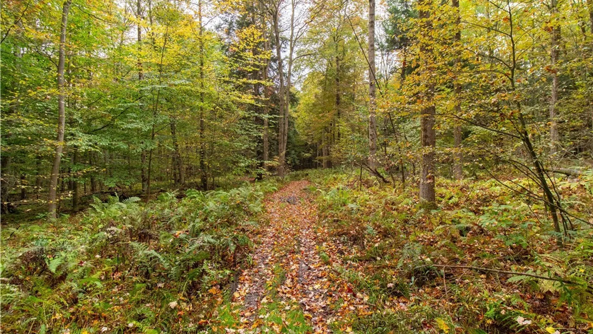 Property at 4092 Fluvanna Townline Road, Gerry, NY 14701 35