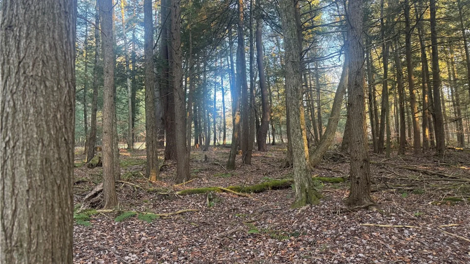 Property at Thorpe Hill Road, Masonville, NY 13838 5