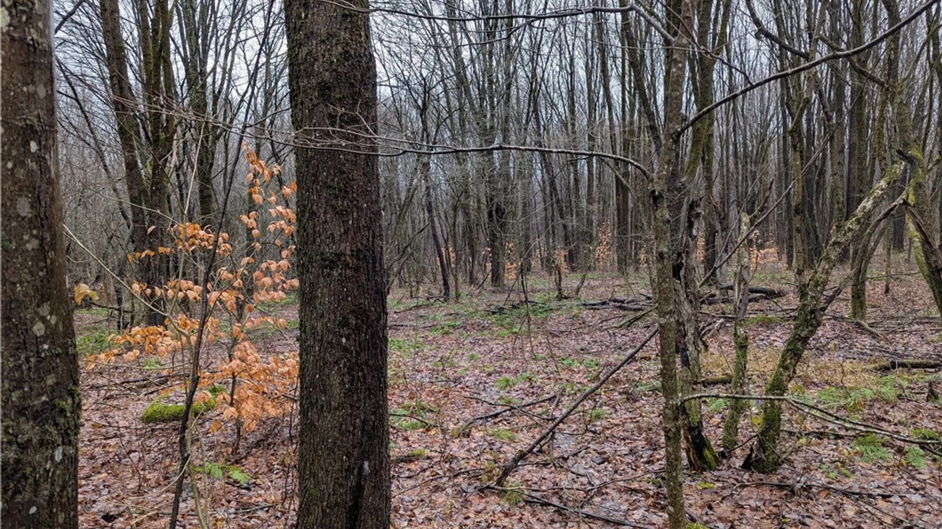 Property at Ryan Road, Osceola, NY 13493 4