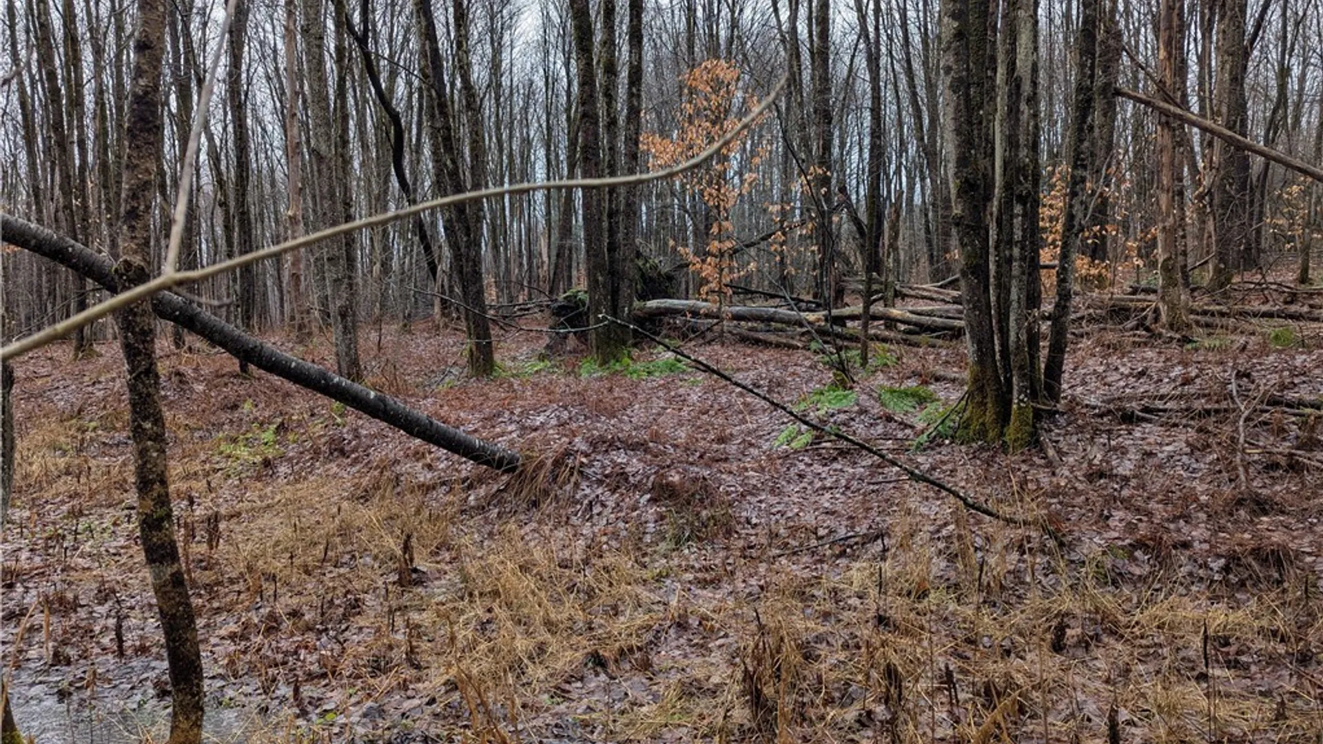 Property at Ryan Road, Osceola, NY 13493 5