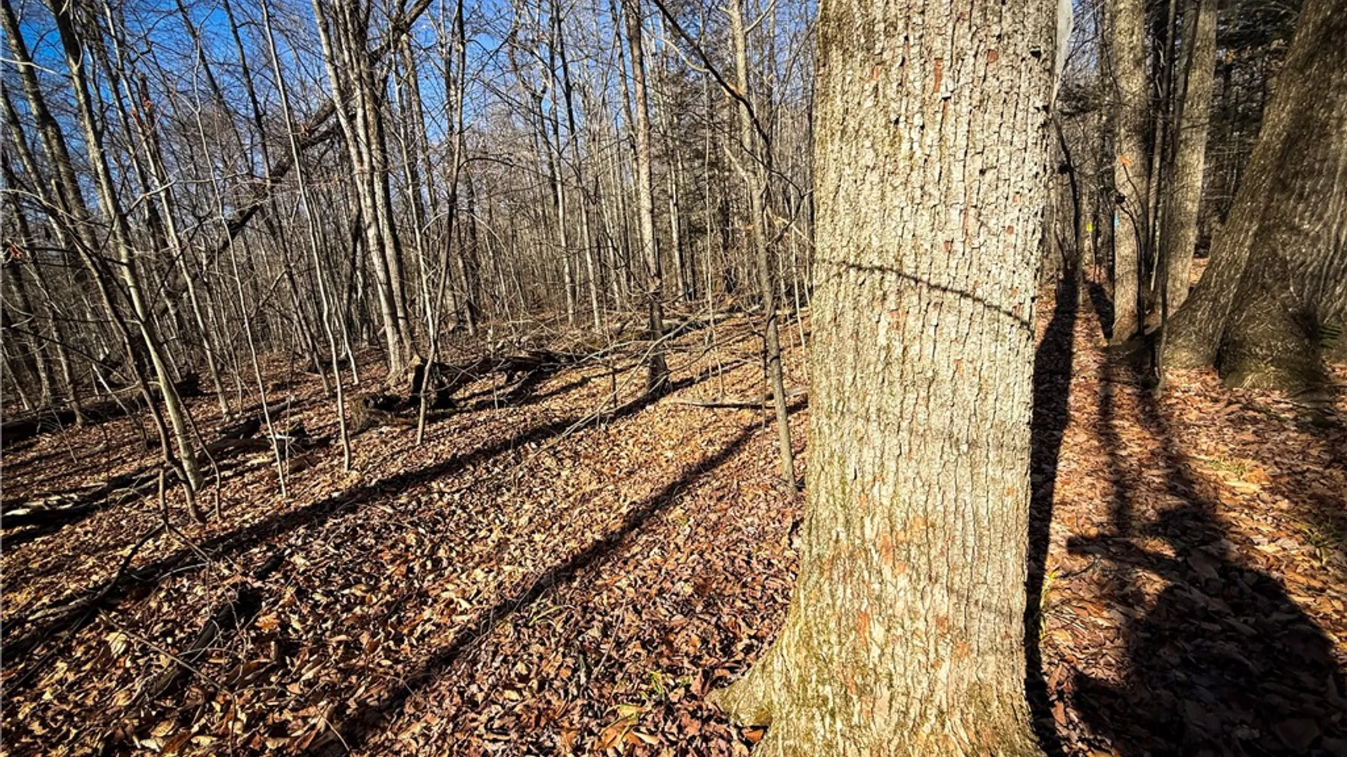 Property at Lot-02 Langford Creek Road, Van Etten, NY 14889 13