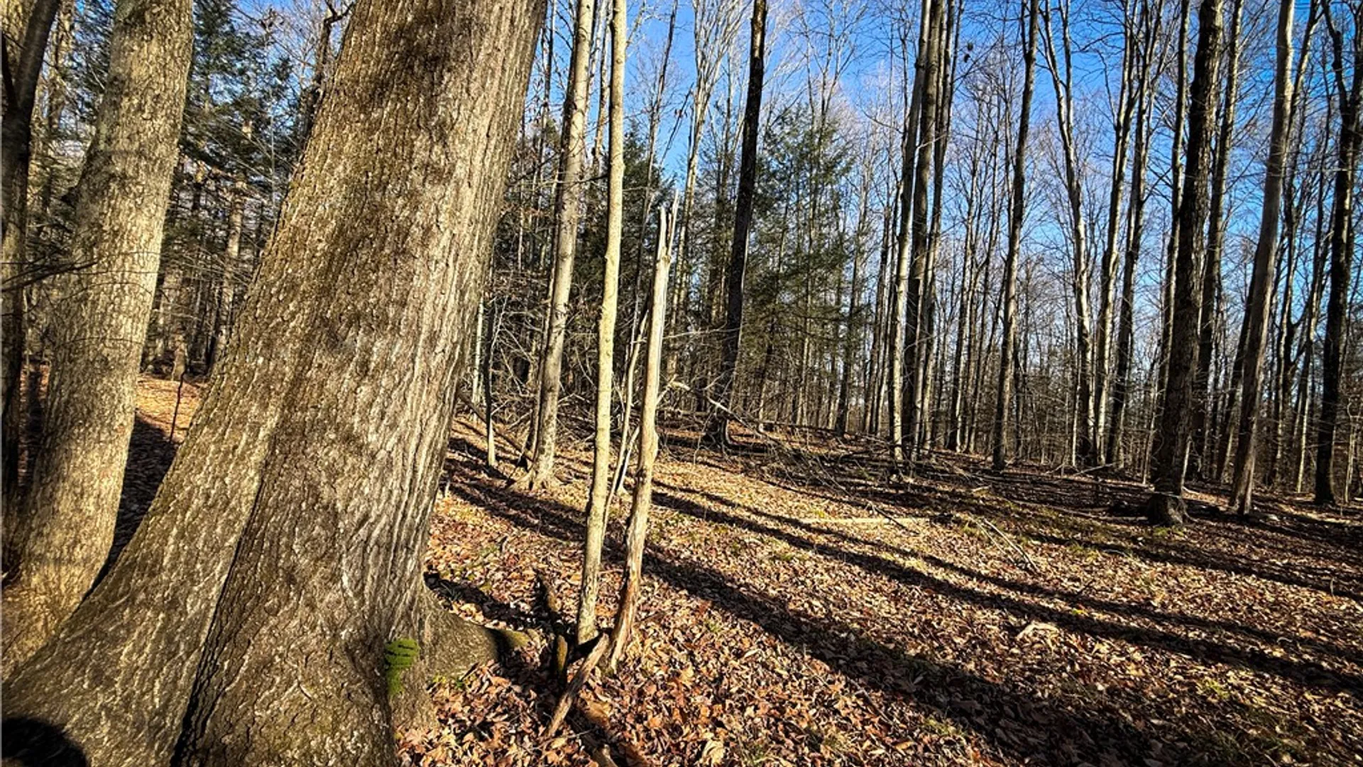 Property at Lot-02 Langford Creek Road, Van Etten, NY 14889 14