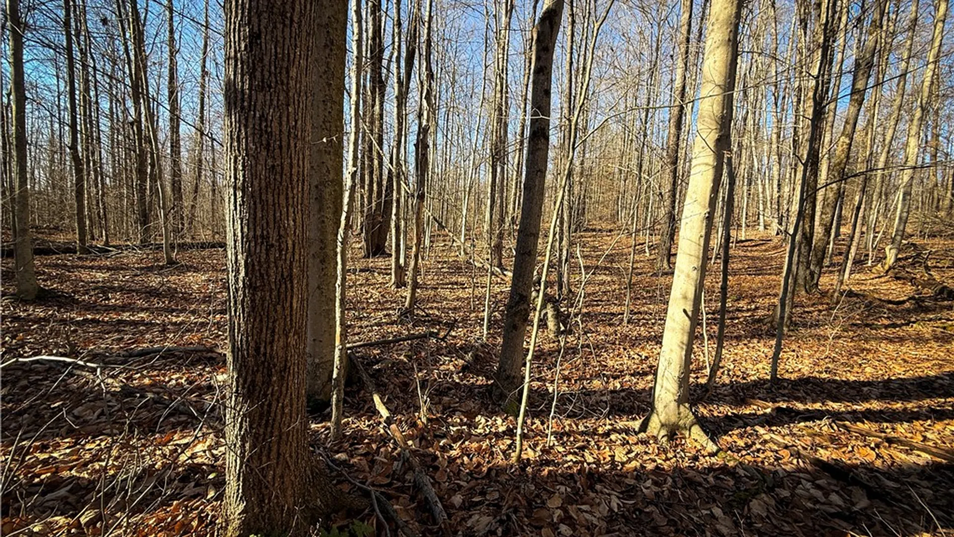 Property at Lot-02 Langford Creek Road, Van Etten, NY 14889 18