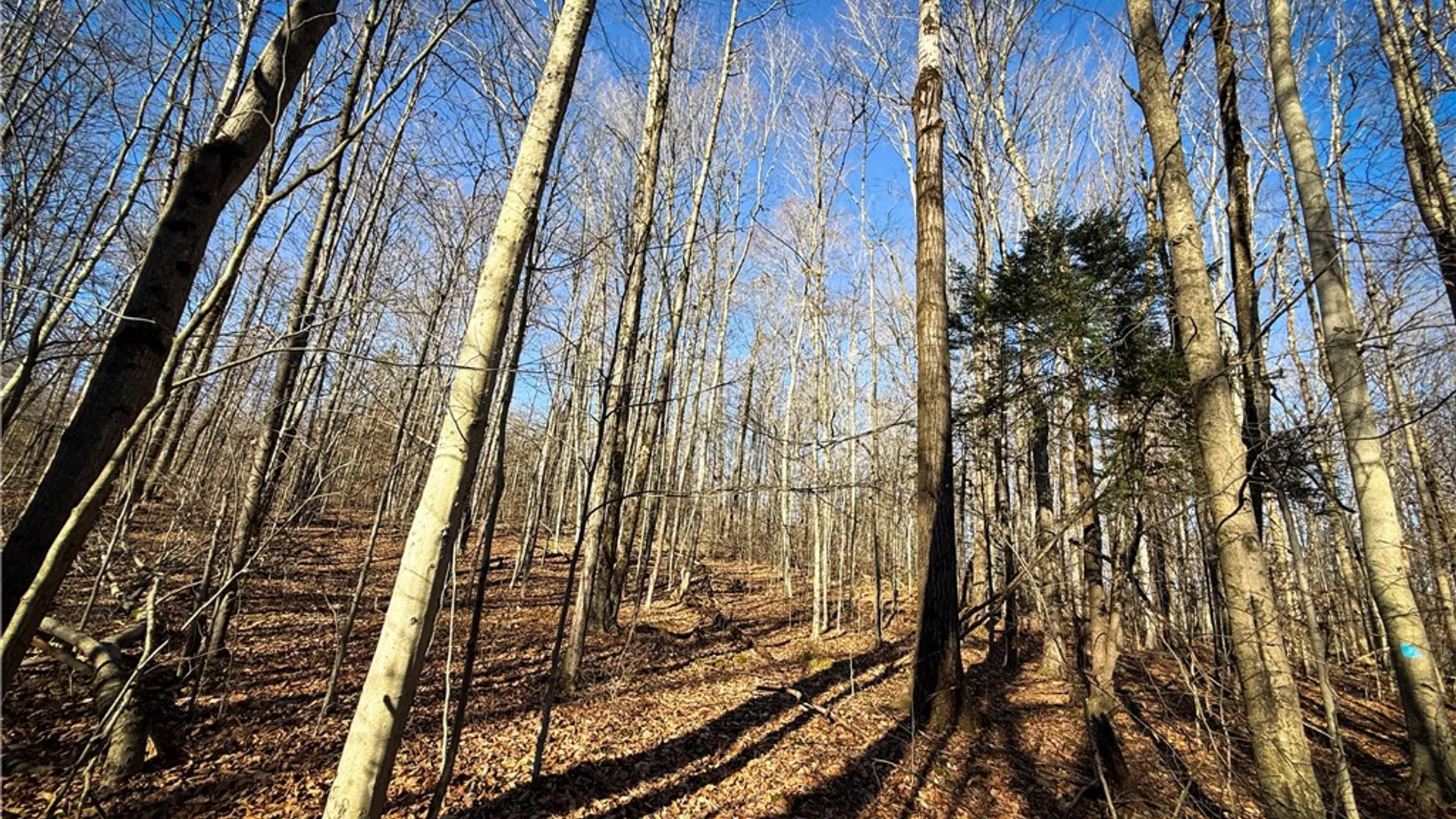 Property at Lot-02 Langford Creek Road, Van Etten, NY 14889 19