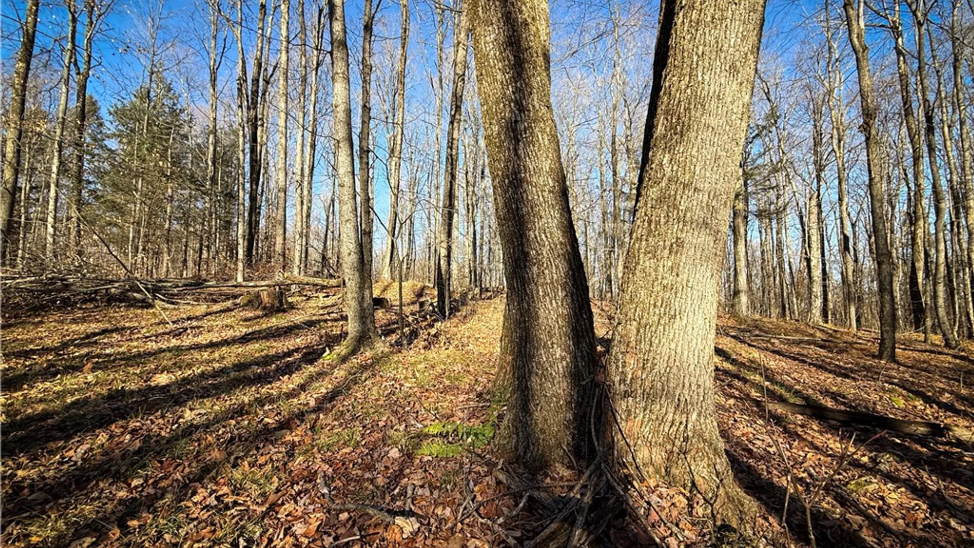 Property at Lot-02 Langford Creek Road, Van Etten, NY 14889 20