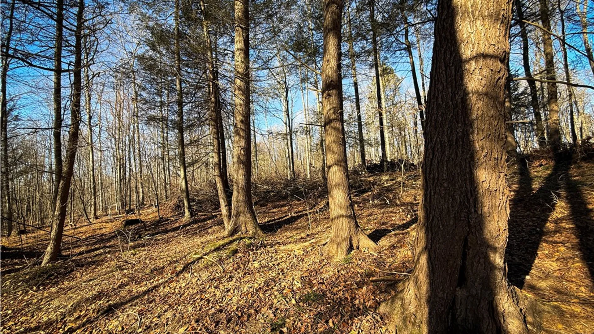 Property at Lot-02 Langford Creek Road, Van Etten, NY 14889 26