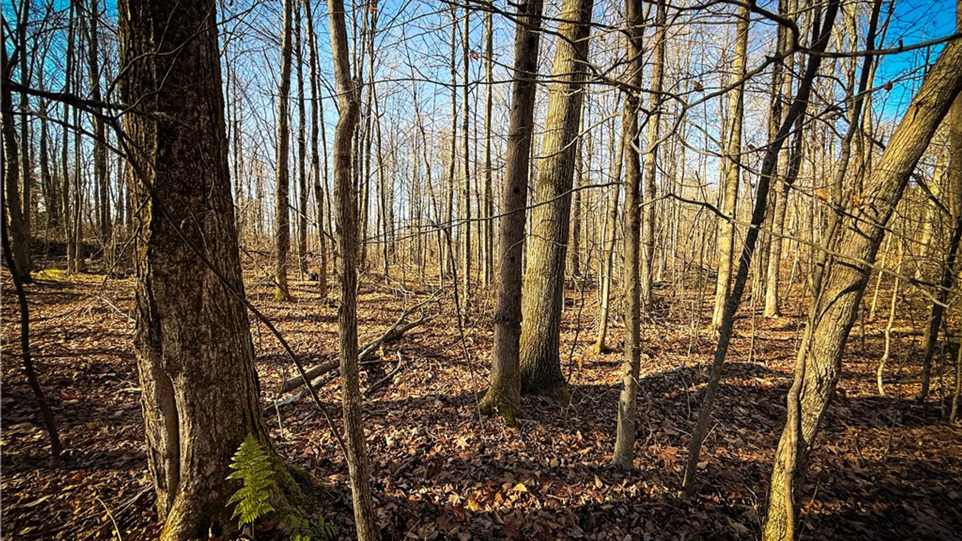 Property at Lot-02 Langford Creek Road, Van Etten, NY 14889 28