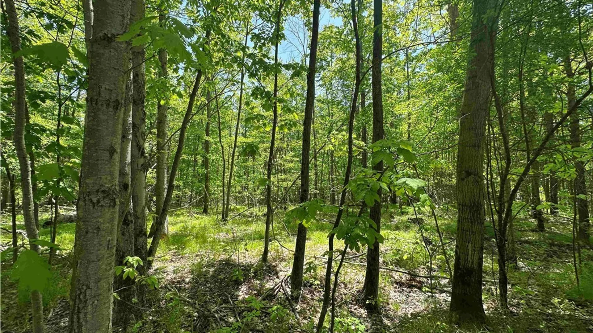 Property at River Road, Amity, NY 14813 14
